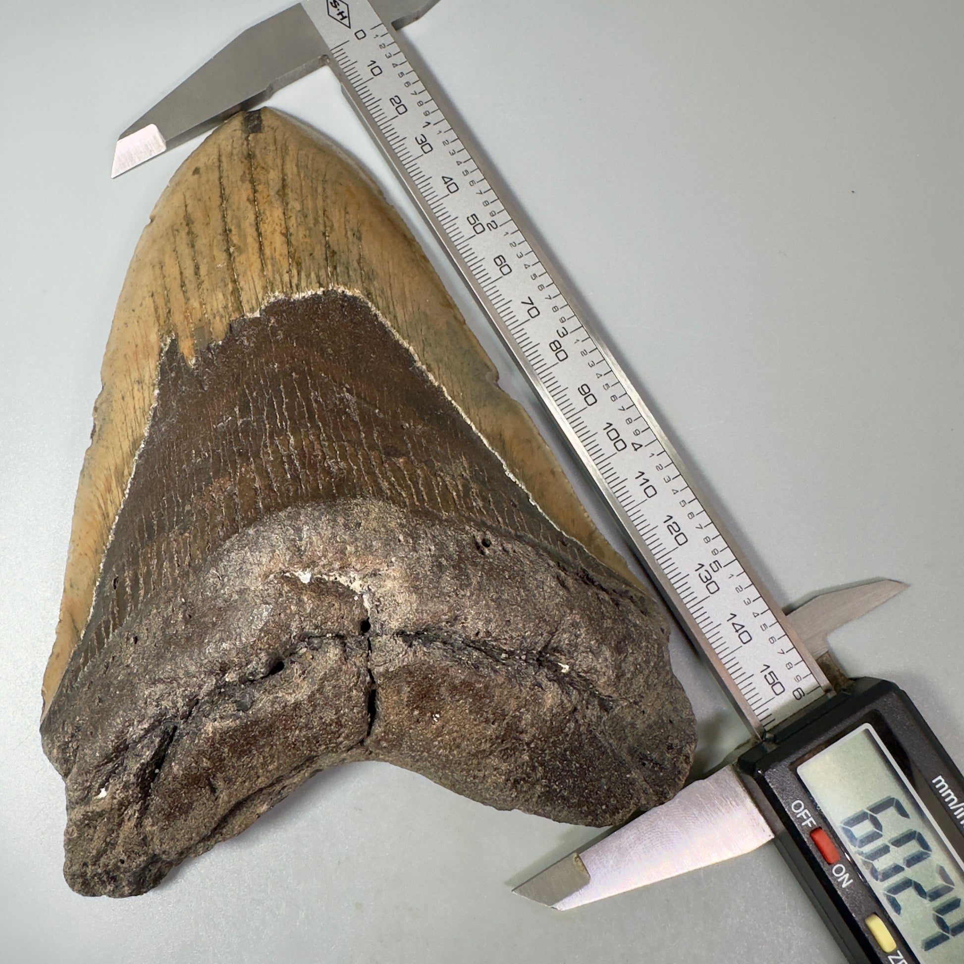 Huge, colorful 6.01" Fossil Megalodon Tooth - Wilmington North Carolina CM5303 - Front on calipers