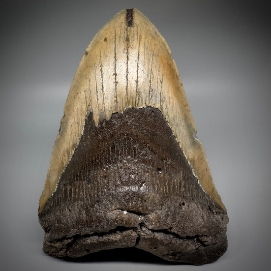 Huge, colorful 6.01" Fossil Megalodon Tooth - Wilmington North Carolina CM5303 - Front