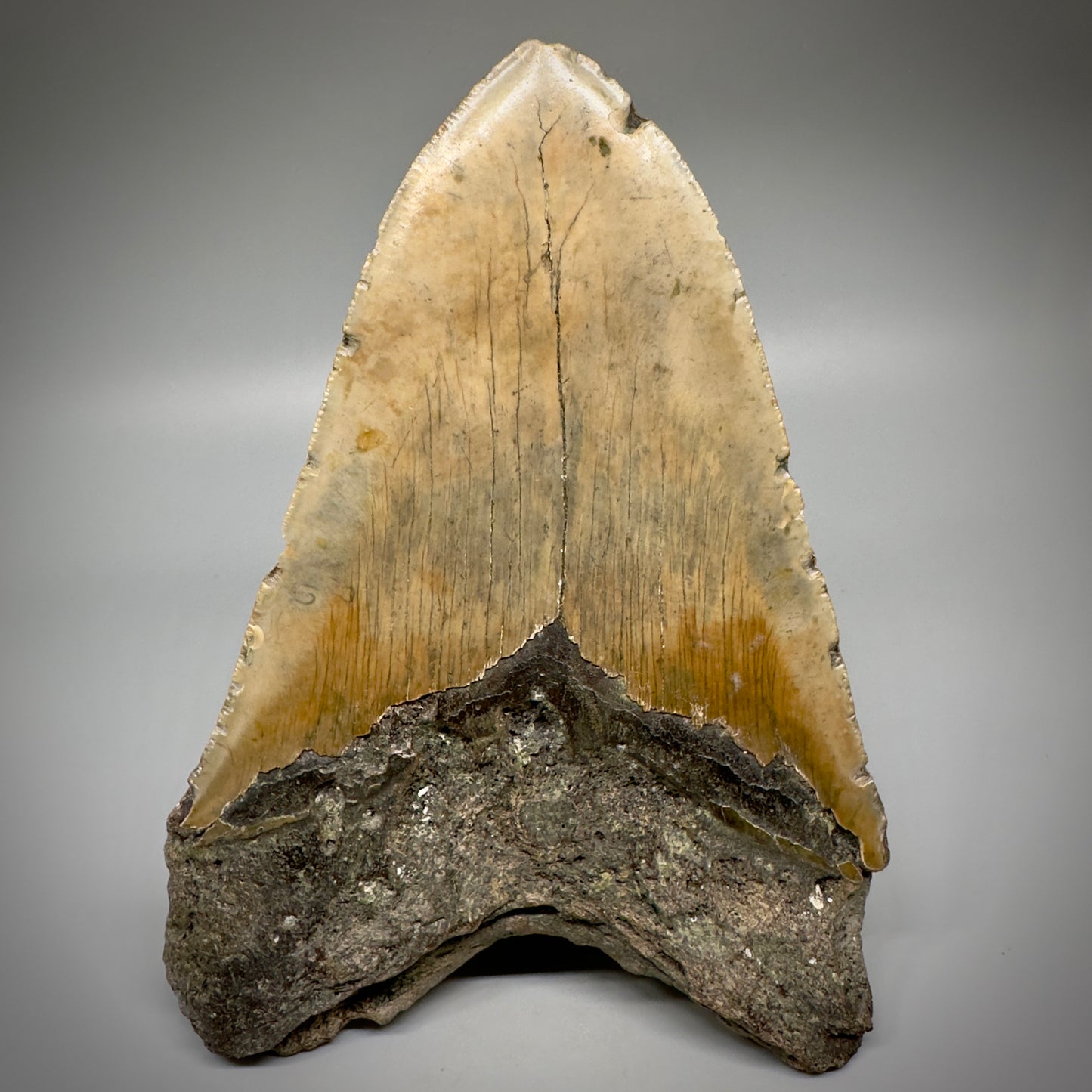 Huge, colorful 6.01" Fossil Megalodon Tooth - Wilmington North Carolina CM5303 - Back