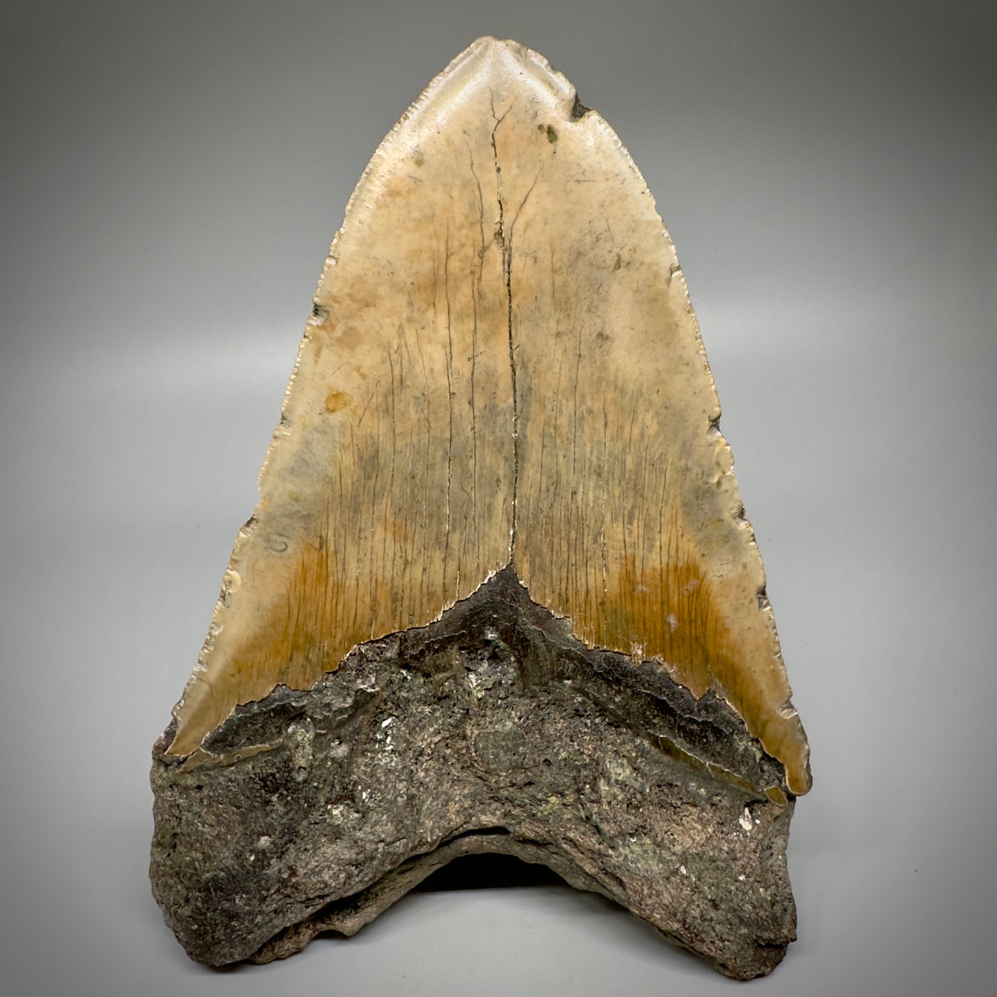 Huge, colorful 6.01" Fossil Megalodon Tooth - Wilmington North Carolina CM5303 - Back