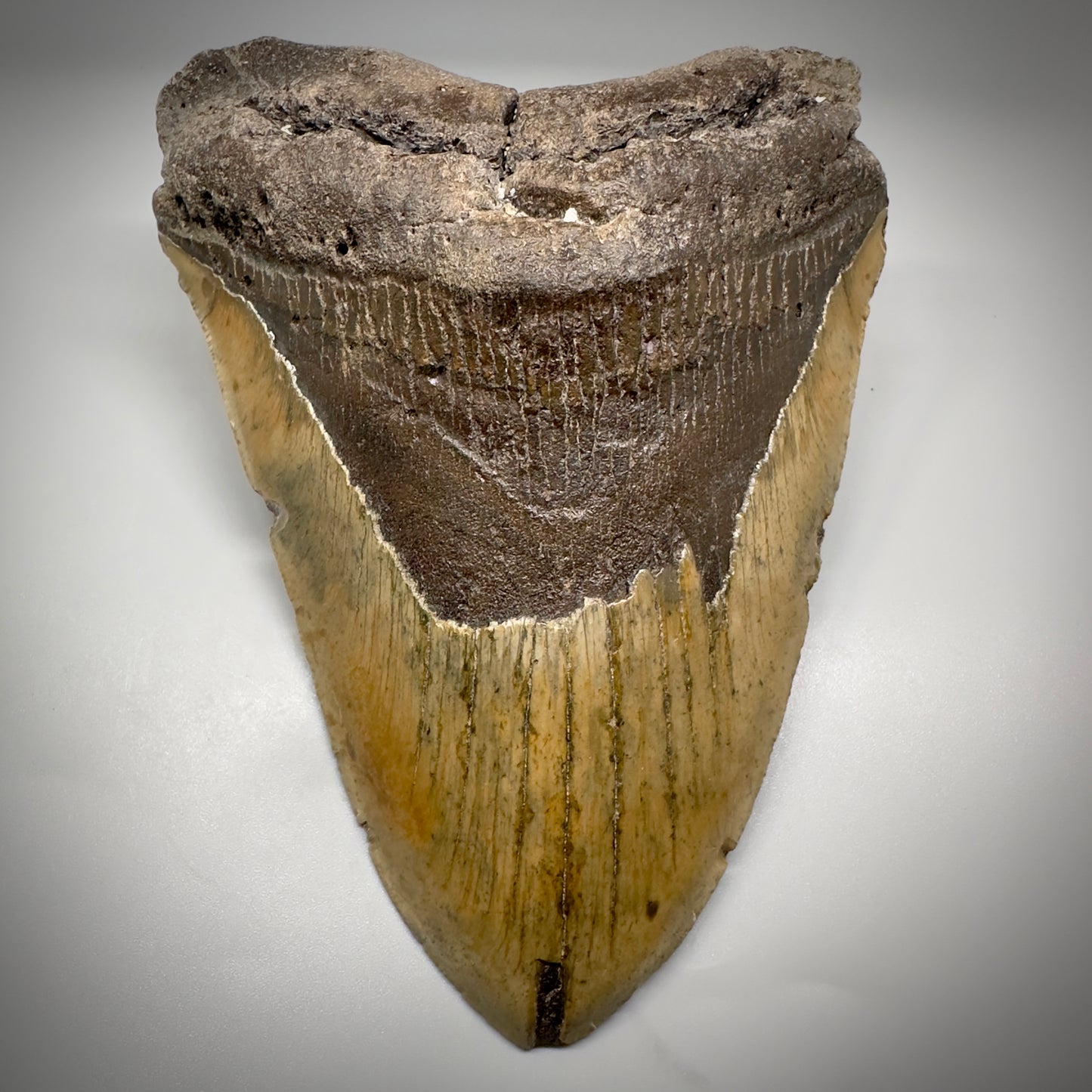 Huge, colorful 6.01" Fossil Megalodon Tooth - Wilmington North Carolina CM5303 - Front 2