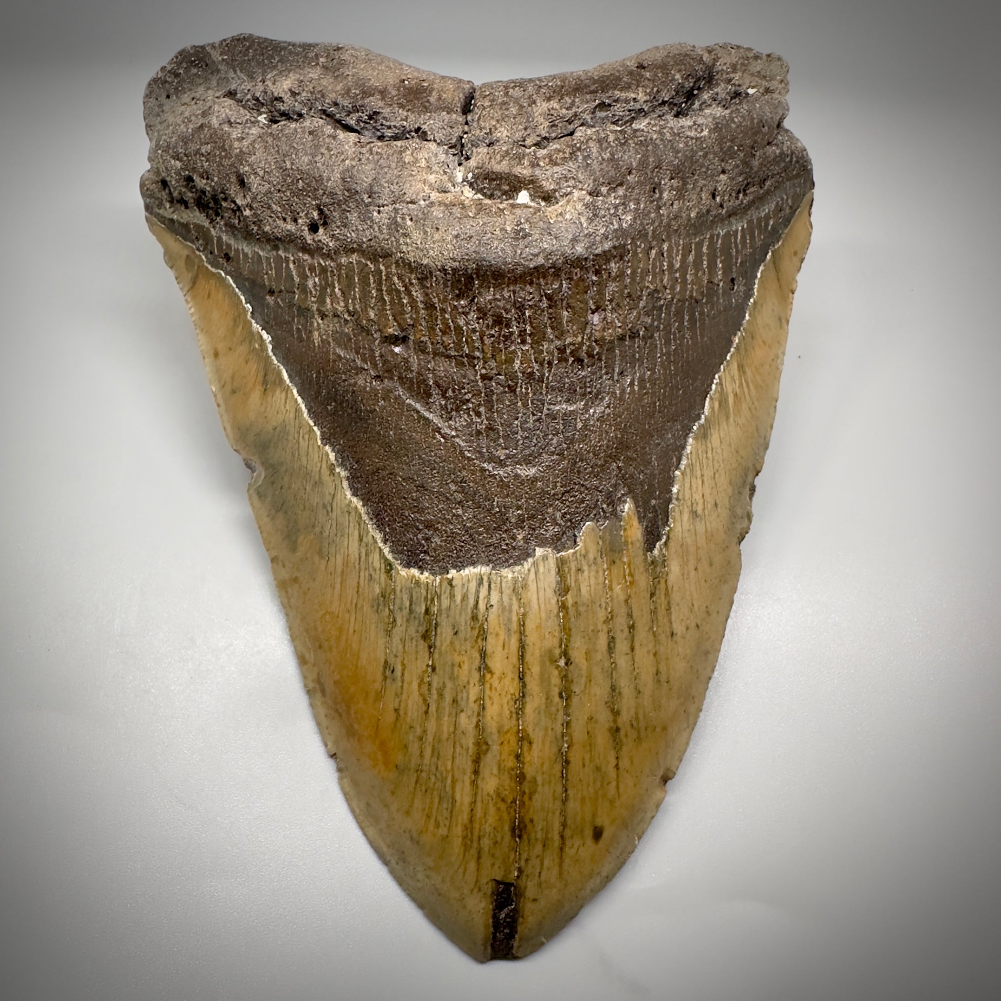 Huge, colorful 6.01" Fossil Megalodon Tooth - Wilmington North Carolina CM5303 - Front 2
