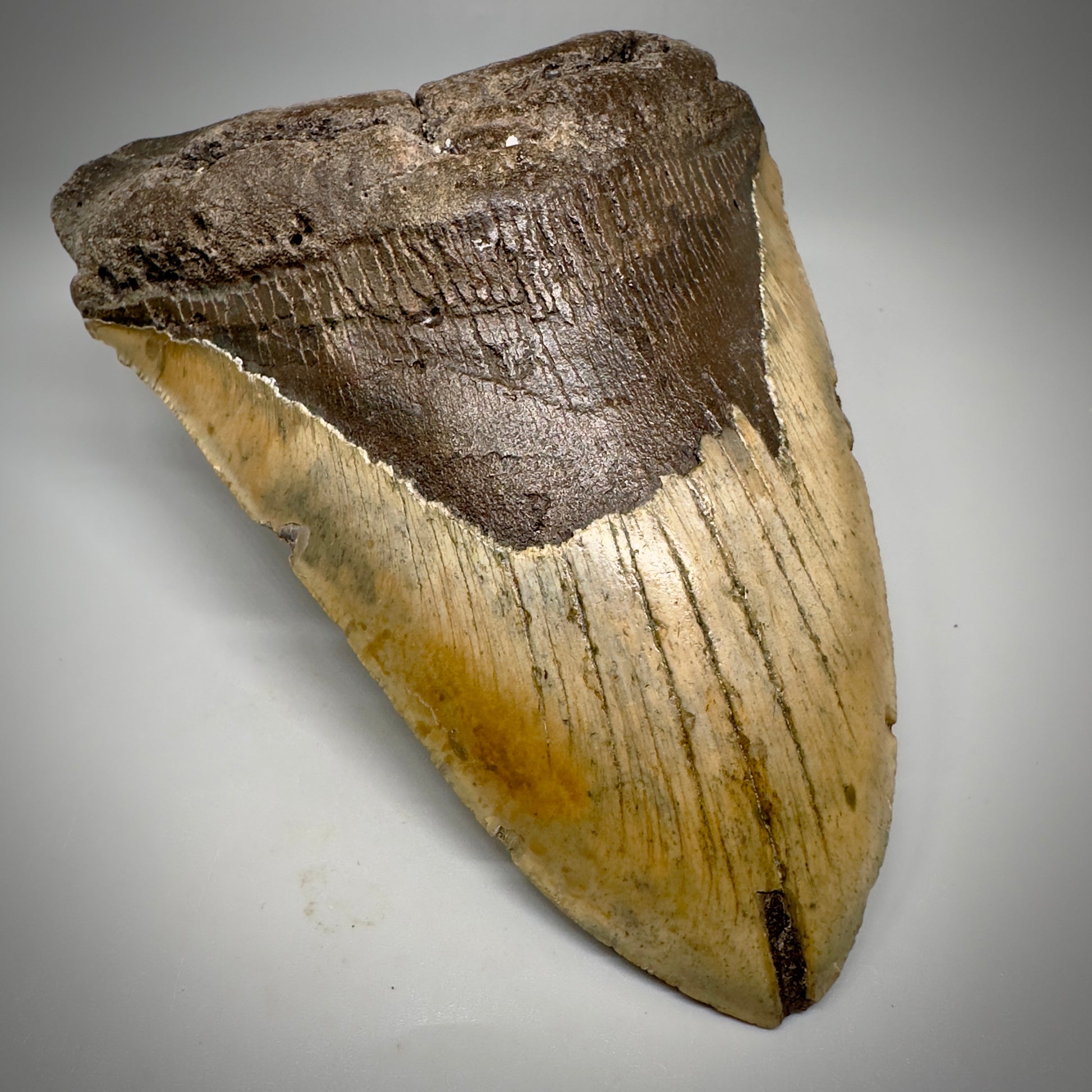 Huge, colorful 6.01" Fossil Megalodon Tooth - Wilmington North Carolina CM5303 - Front Left 1