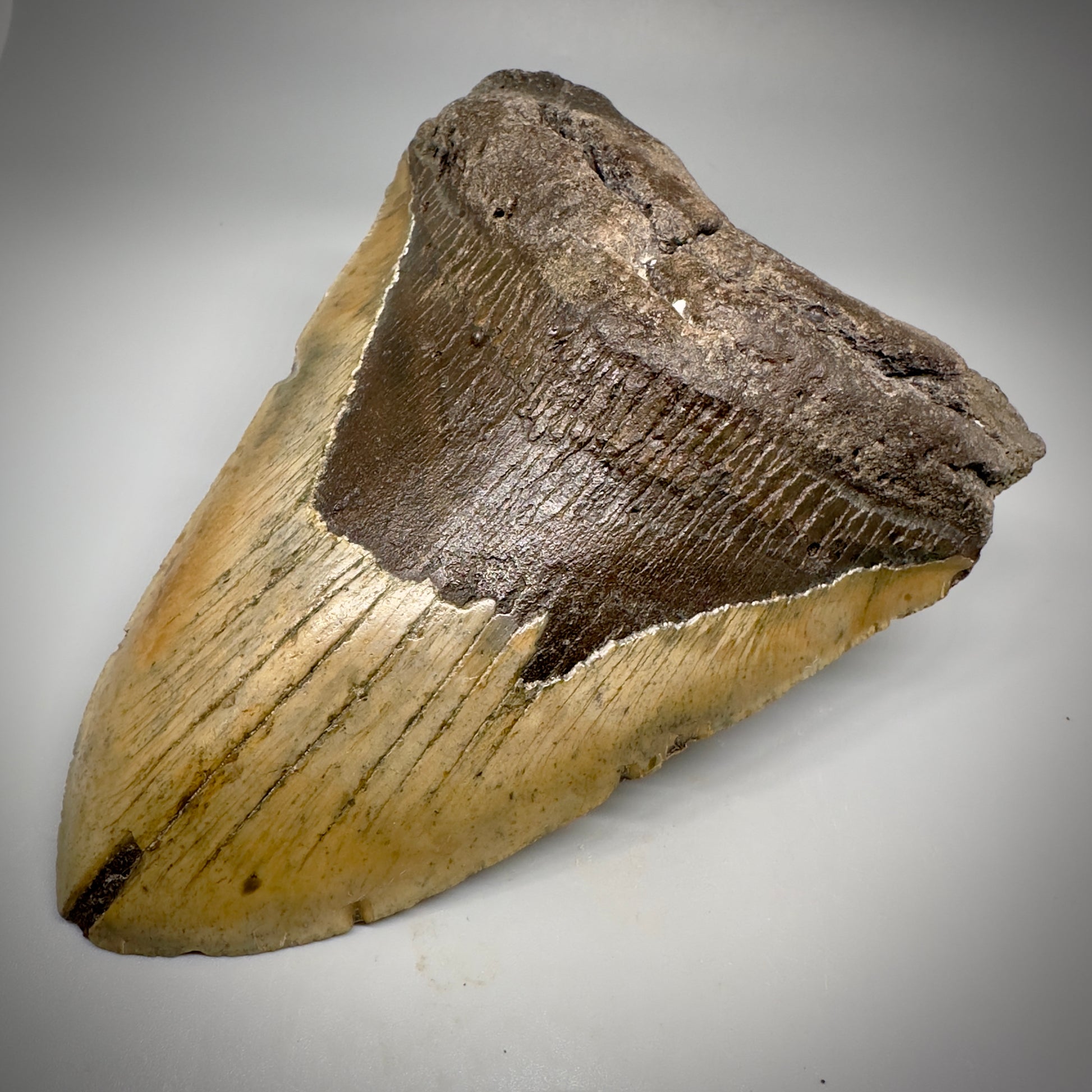 Huge, colorful 6.01" Fossil Megalodon Tooth - Wilmington North Carolina CM5303 - Front Right 2