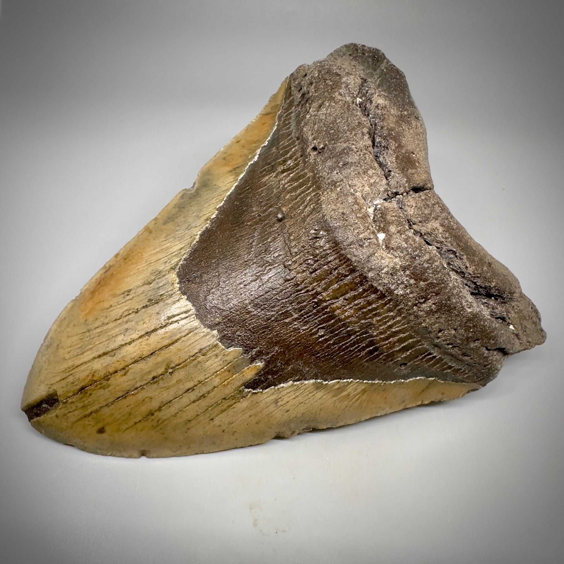 Huge, colorful 6.01" Fossil Megalodon Tooth - Wilmington North Carolina CM5303 - Front Right 3