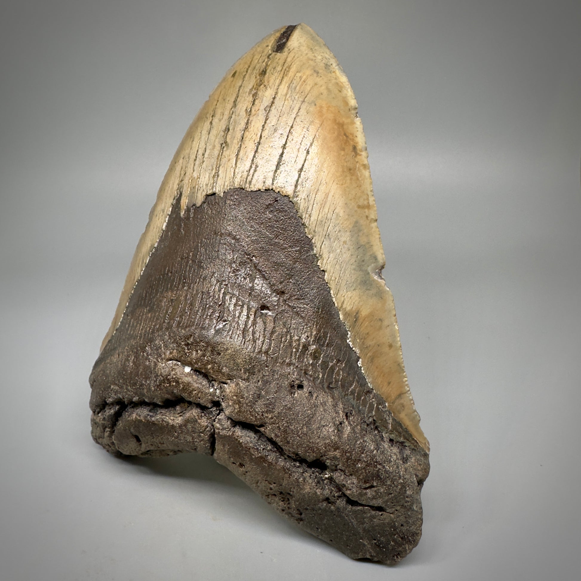 Huge, colorful 6.01" Fossil Megalodon Tooth - Wilmington North Carolina CM5303 - Front Right