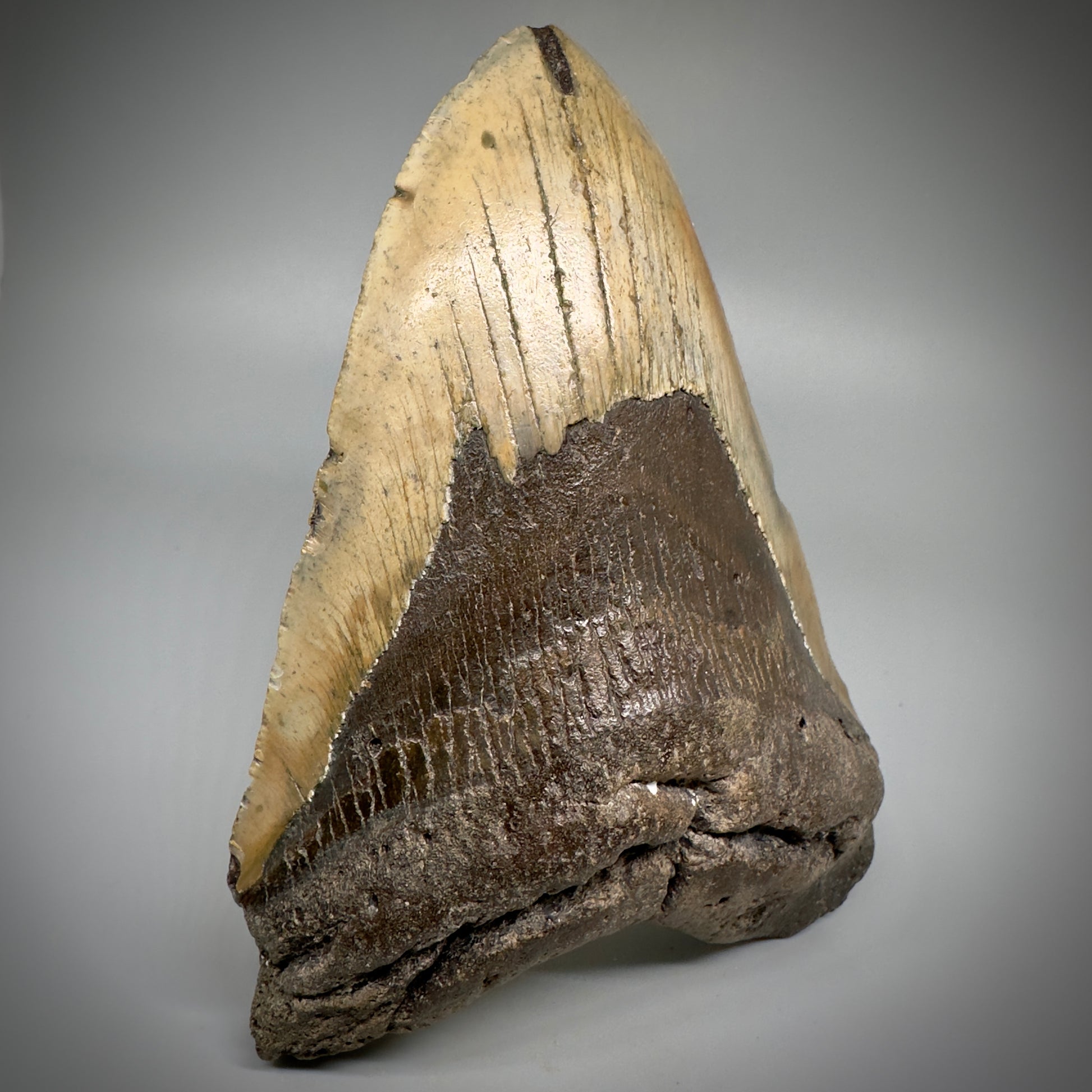 Huge, colorful 6.01" Fossil Megalodon Tooth - Wilmington North Carolina CM5303 - Front Left