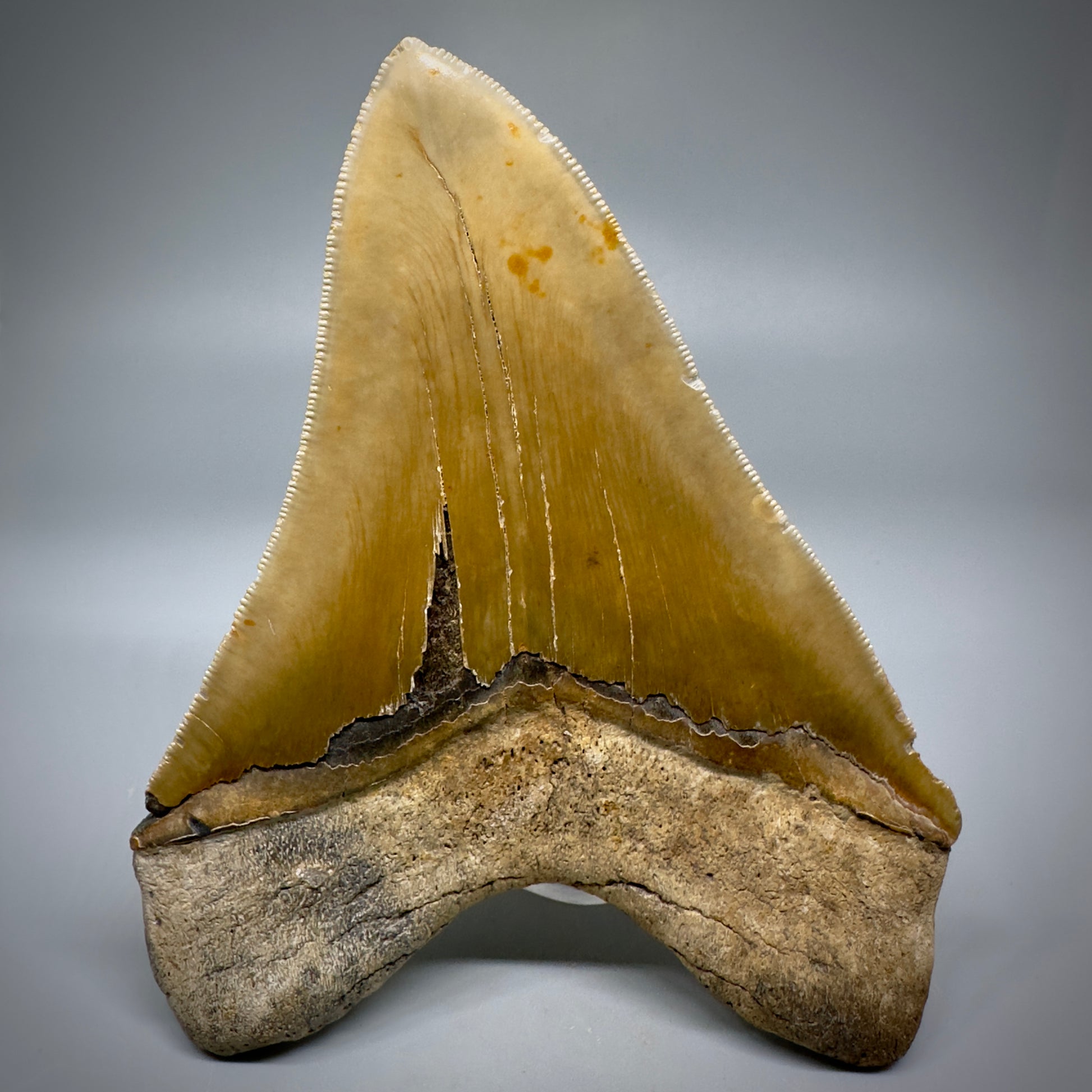 LARGE, serrated 5.43" Fossil Megalodon Tooth - Wilmington North Carolina CM599 - Back 