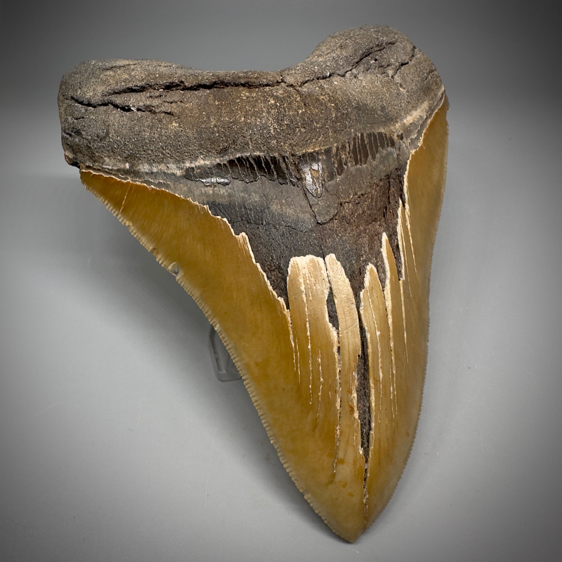 LARGE, serrated 5.43" Fossil Megalodon Tooth - Wilmington North Carolina CM599 - Front Left