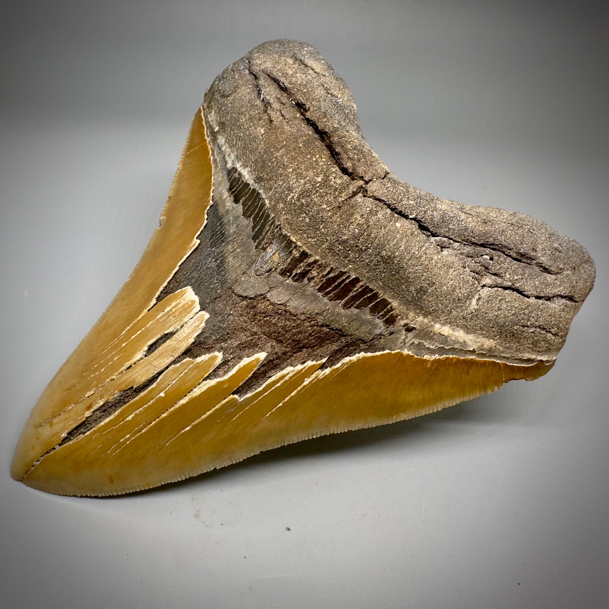 LARGE, serrated 5.43" Fossil Megalodon Tooth - Wilmington North Carolina CM599 - Front Right