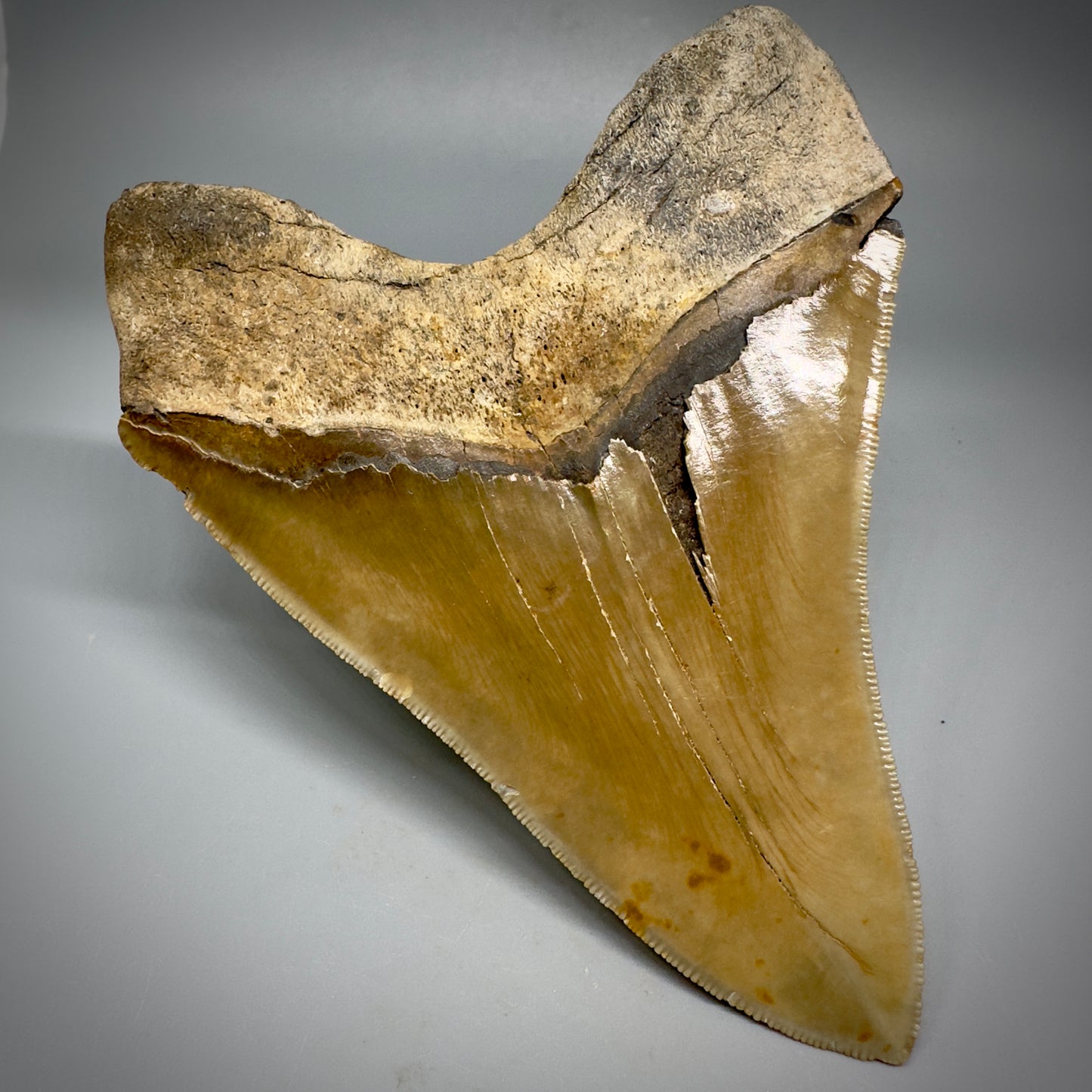 LARGE, serrated 5.43" Fossil Megalodon Tooth - Wilmington North Carolina CM599 - Back Left