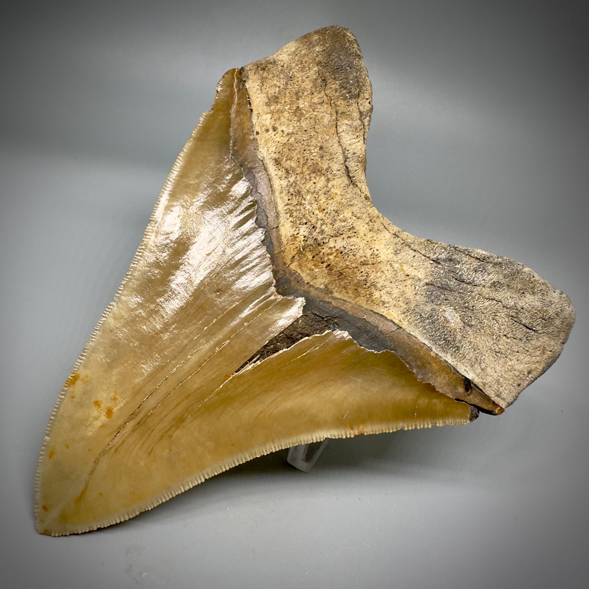 LARGE, serrated 5.43" Fossil Megalodon Tooth - Wilmington North Carolina CM599 - Back Right