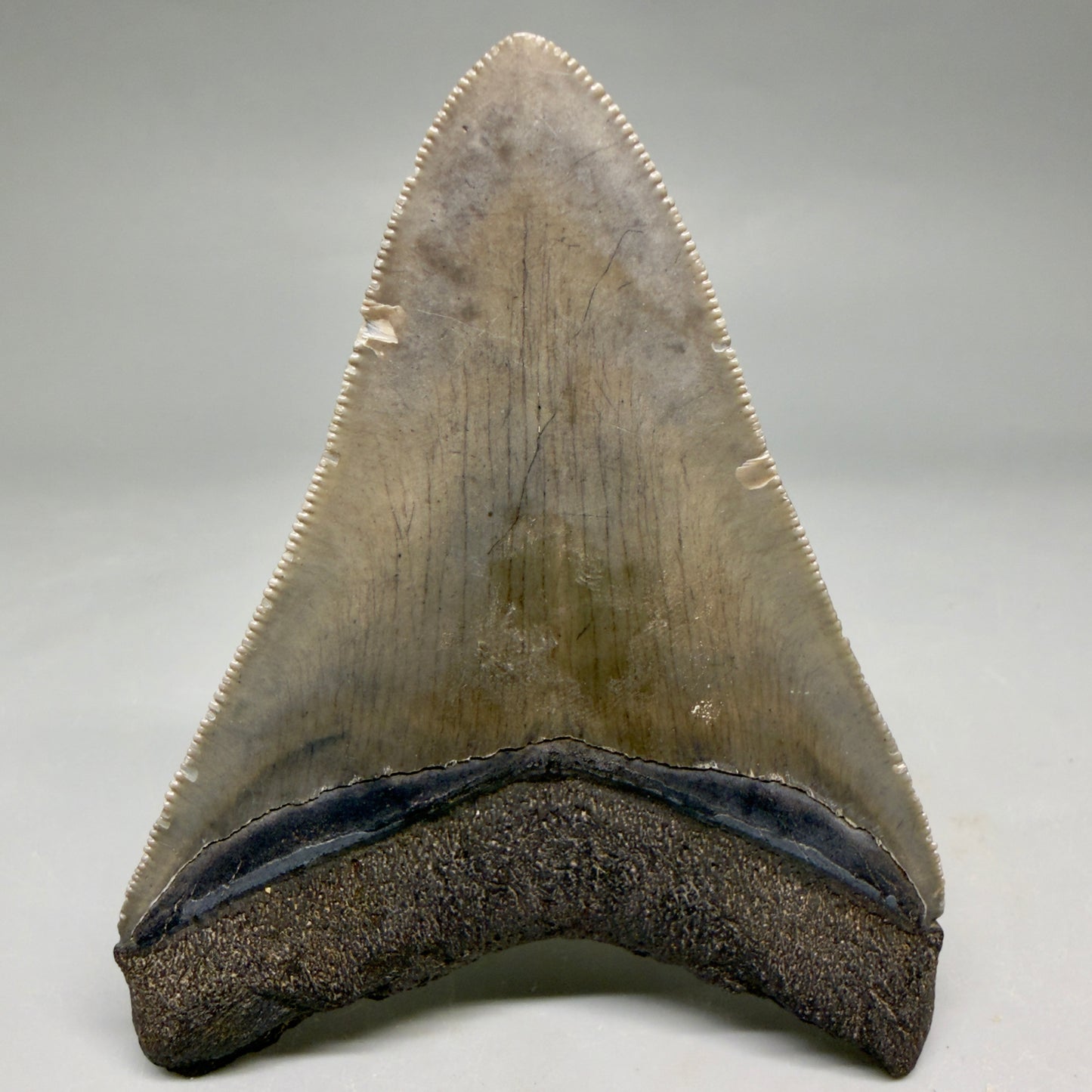 Colorful, serrated 3.46" Fossil Megalodon Tooth from South Carolina