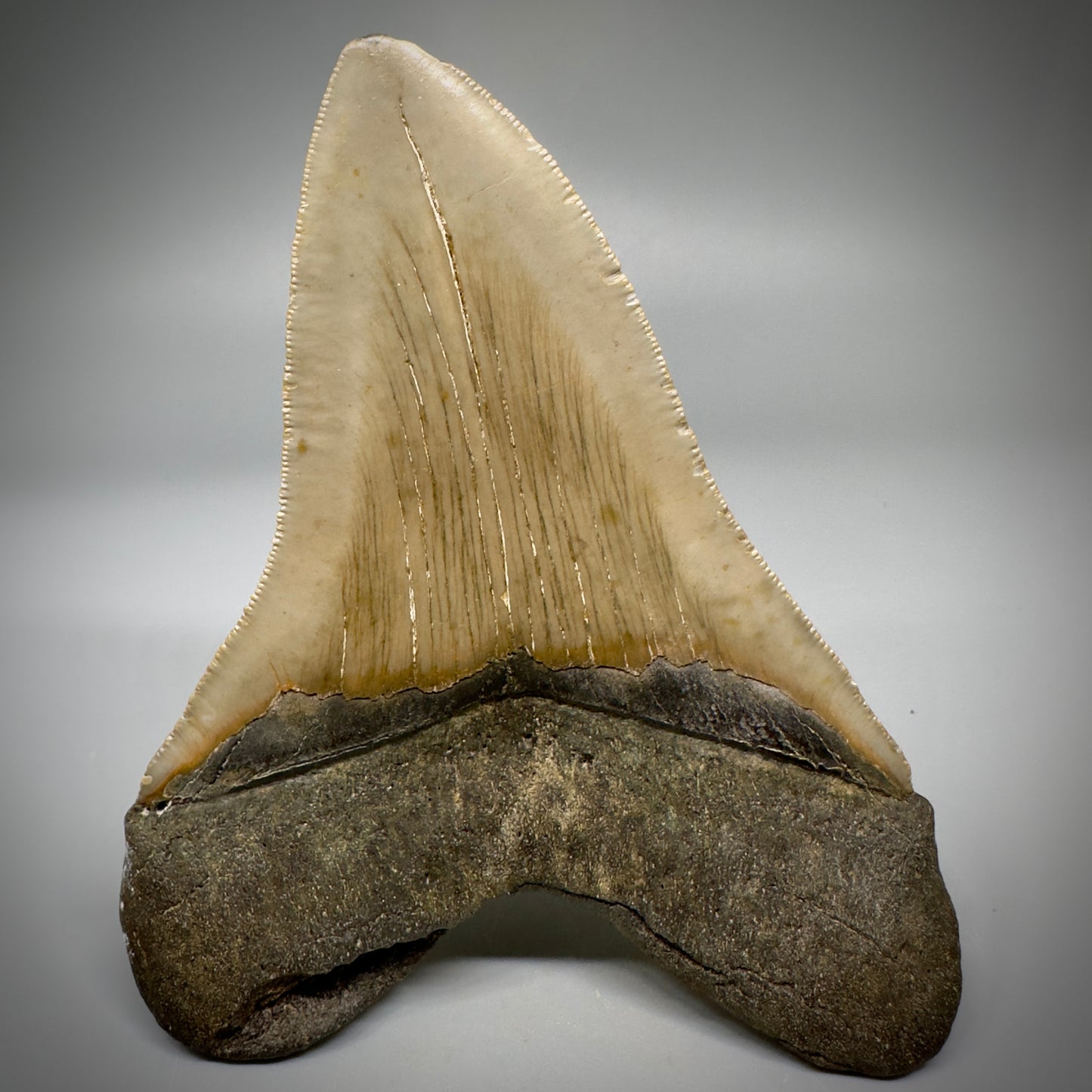 Colorful, decently serrated 4.91" Fossil Megalodon Tooth - North Carolina CM5298 - Back 