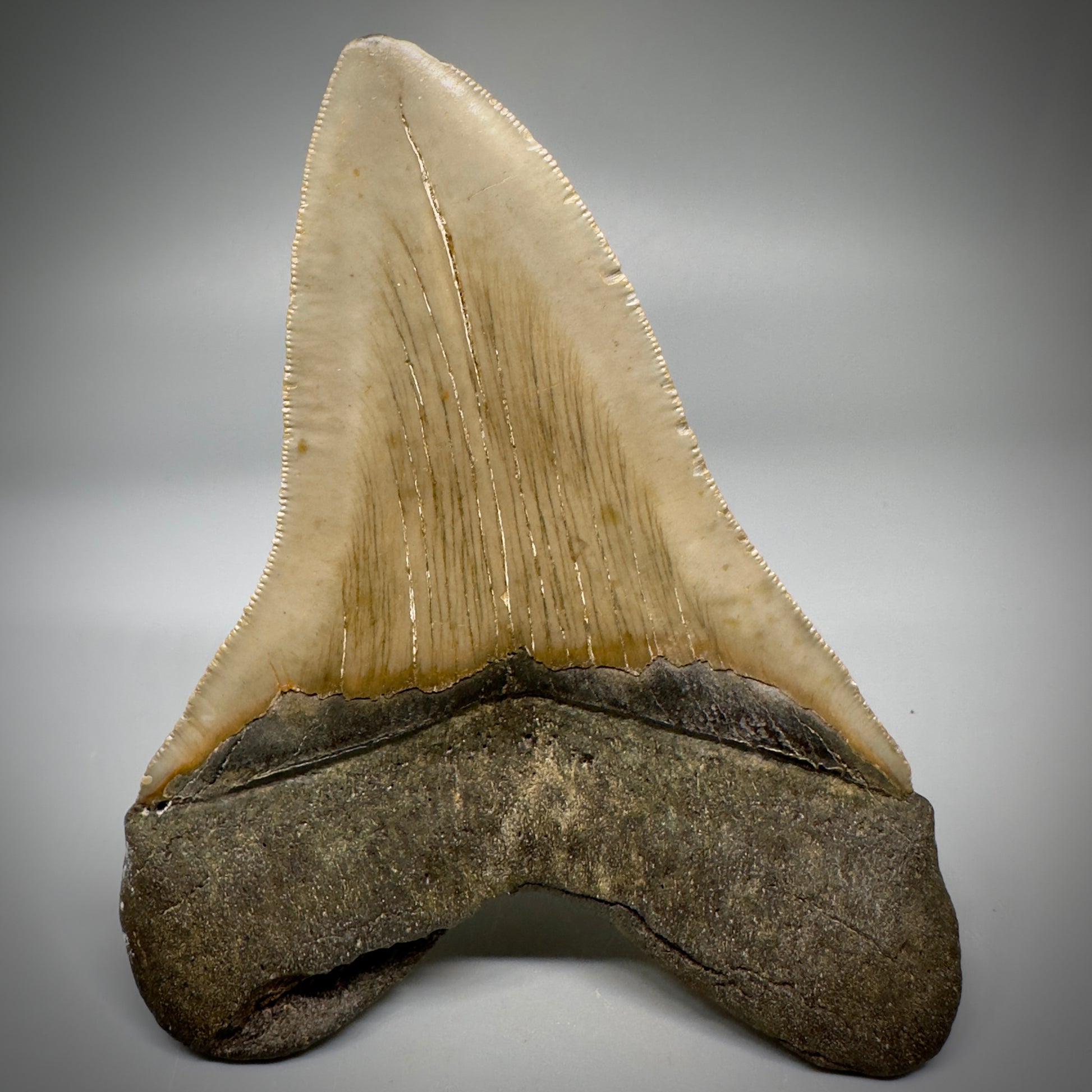 Colorful, decently serrated 4.91" Fossil Megalodon Tooth - North Carolina CM5298 - Back 