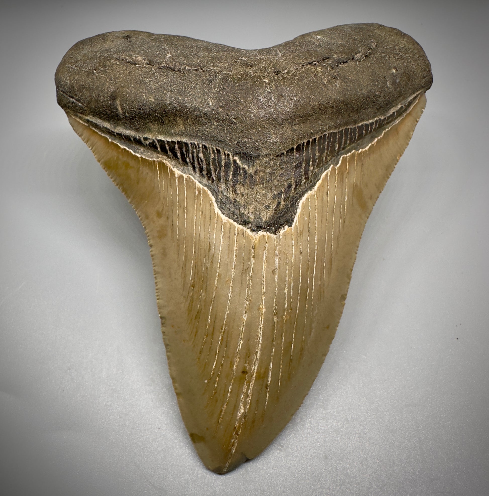 Colorful, decently serrated 4.91" Fossil Megalodon Tooth - North Carolina CM5298 - Front 1