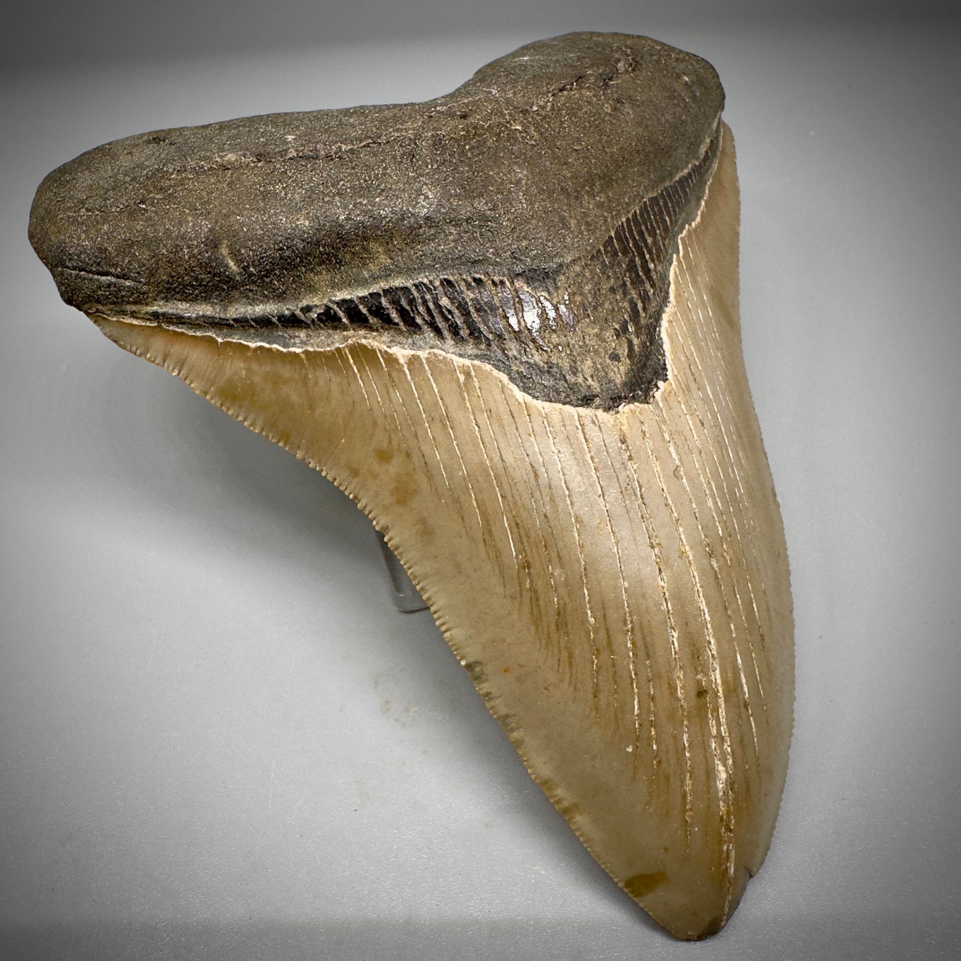 Colorful, decently serrated 4.91" Fossil Megalodon Tooth - North Carolina CM5298 - Front Left