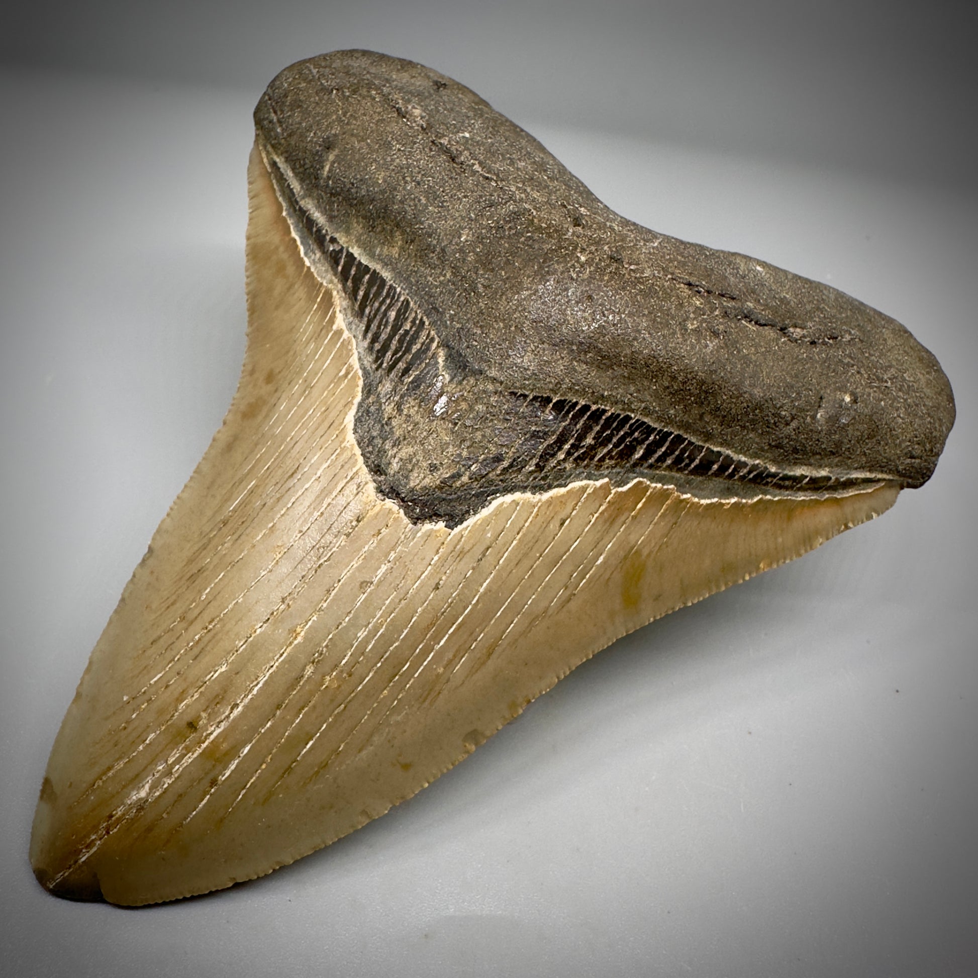 Colorful, decently serrated 4.91" Fossil Megalodon Tooth - North Carolina CM5298 - Front Right