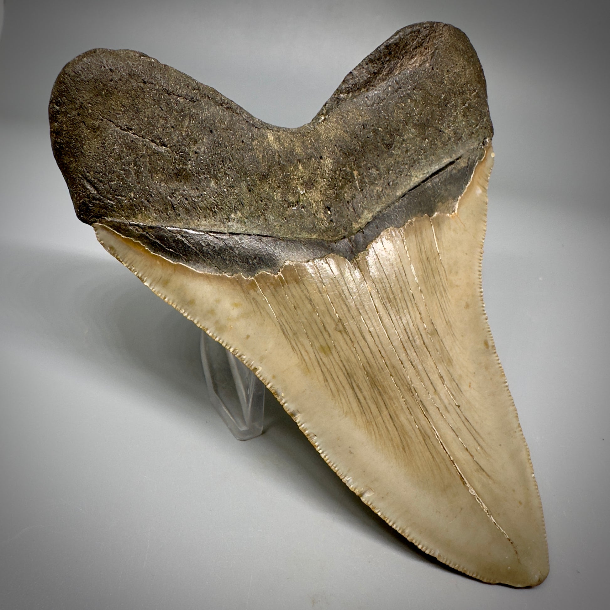 Colorful, decently serrated 4.91" Fossil Megalodon Tooth - North Carolina CM5298 - Back Left