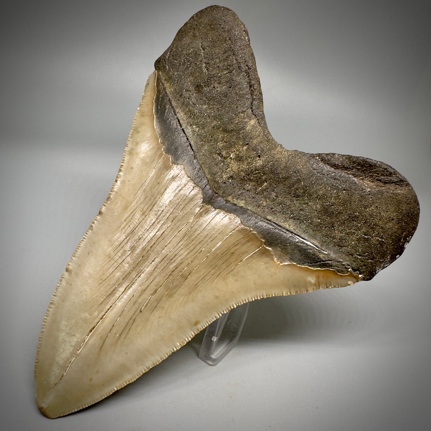 Colorful, decently serrated 4.91" Fossil Megalodon Tooth - North Carolina CM5298 - Back Right
