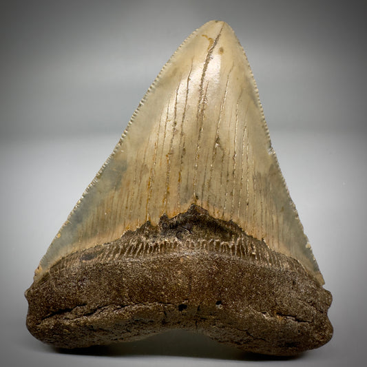 Colorful, serrated 3.99" Fossil Megalodon Tooth from North Carolina CM5295 - Front