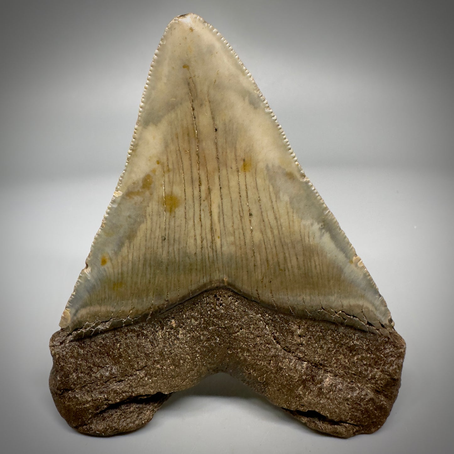 Colorful, serrated 3.99" Fossil Megalodon Tooth from North Carolina CM5295 - Back