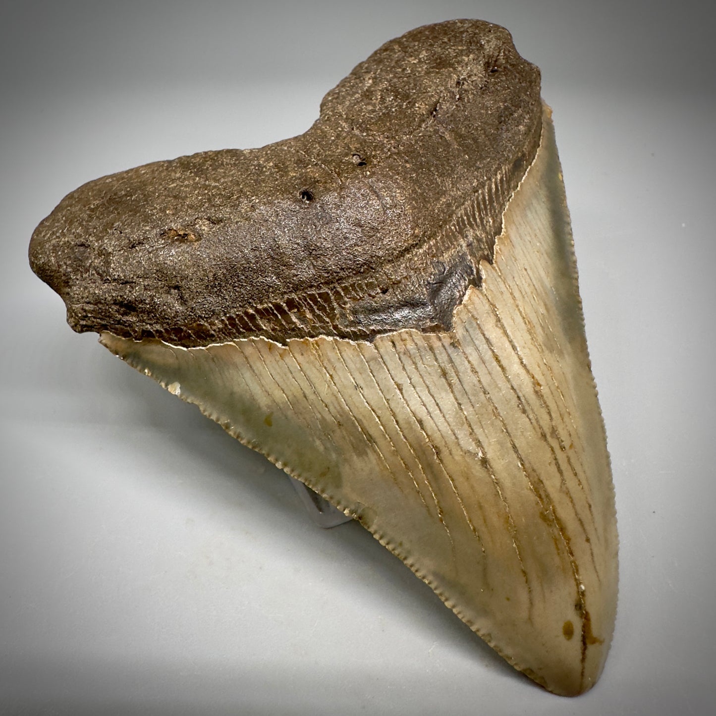 Colorful, serrated 3.99" Fossil Megalodon Tooth from North Carolina CM5295 - Front Left