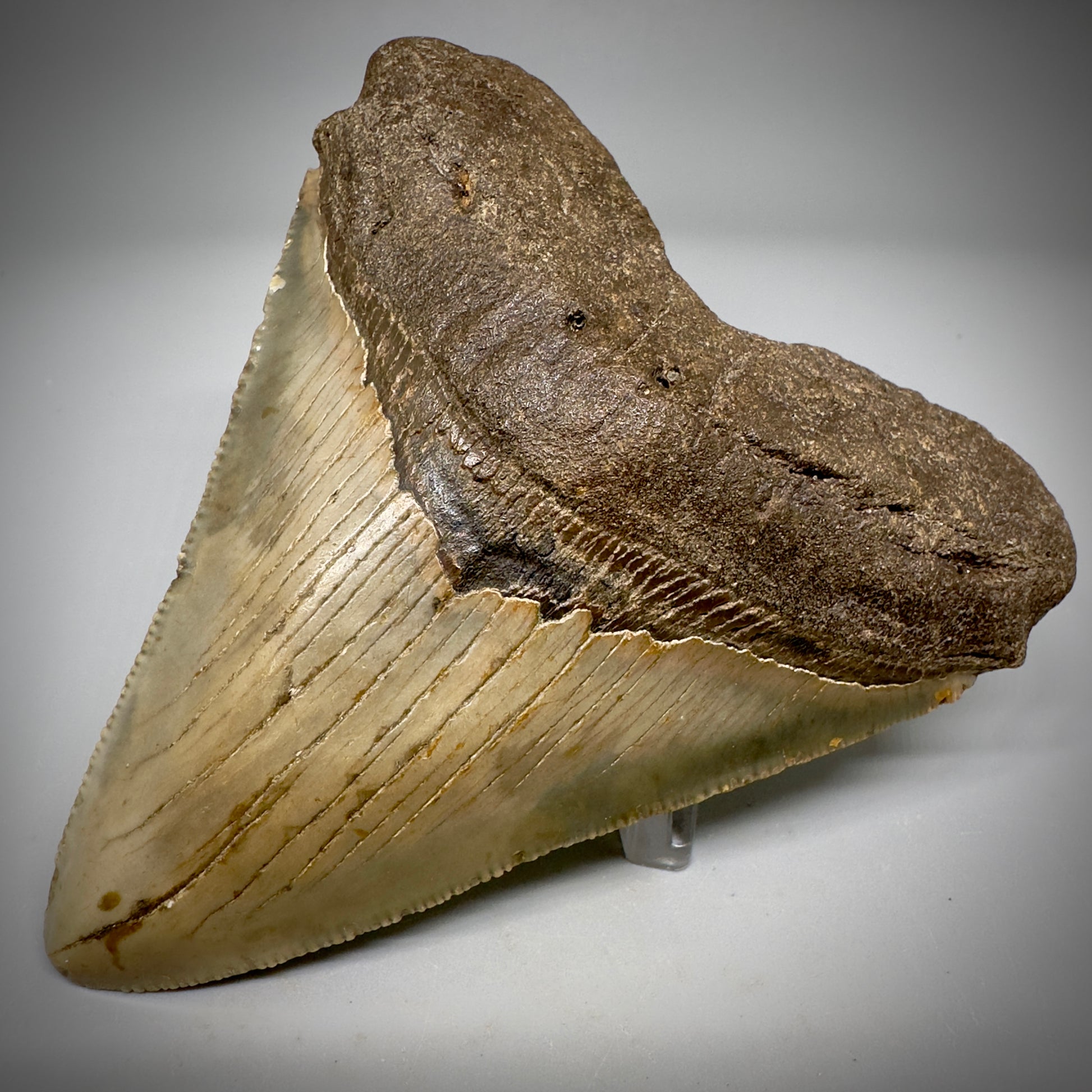 Colorful, serrated 3.99" Fossil Megalodon Tooth from North Carolina CM5295 - Front Back