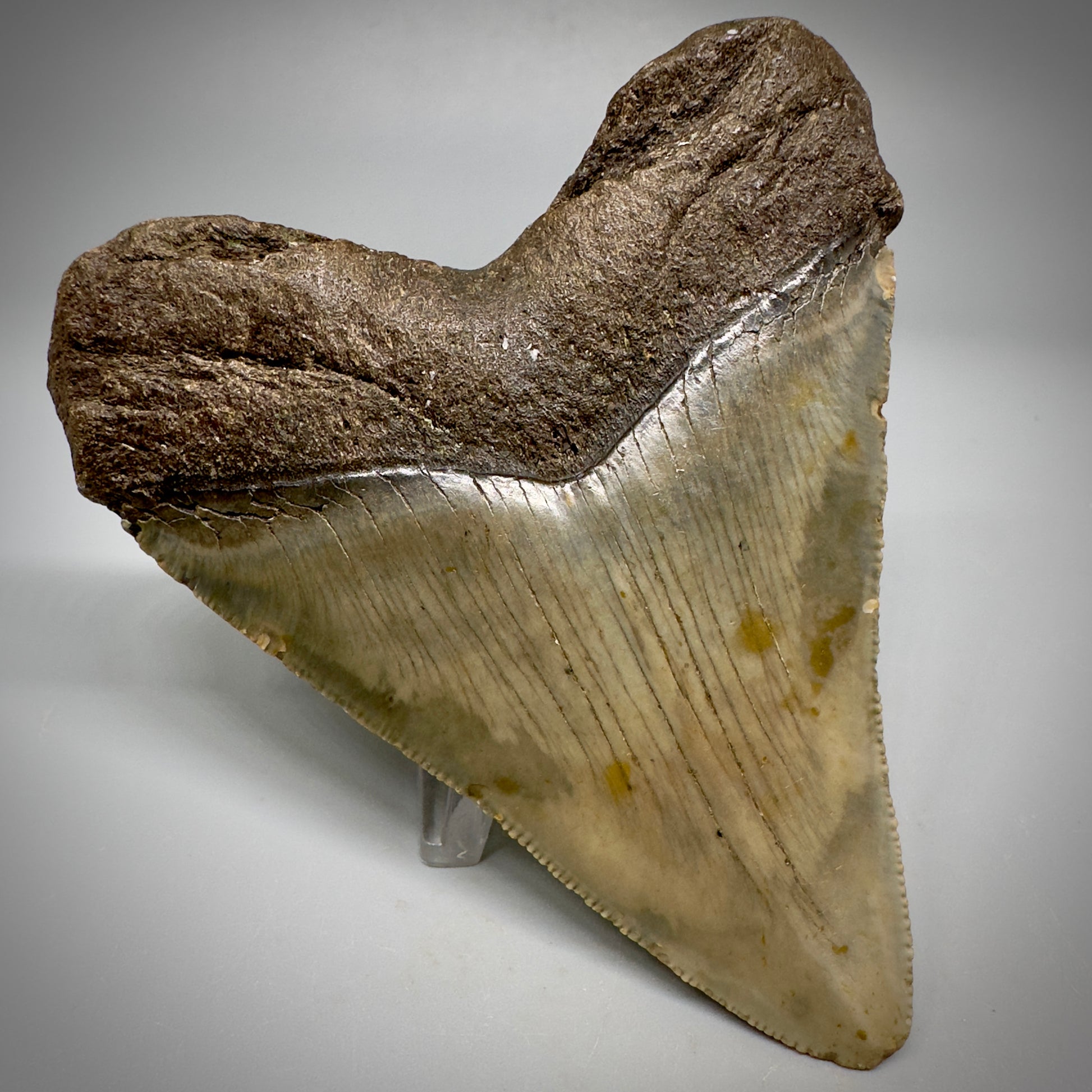 Colorful, serrated 3.99" Fossil Megalodon Tooth from North Carolina CM5295 - Back Left