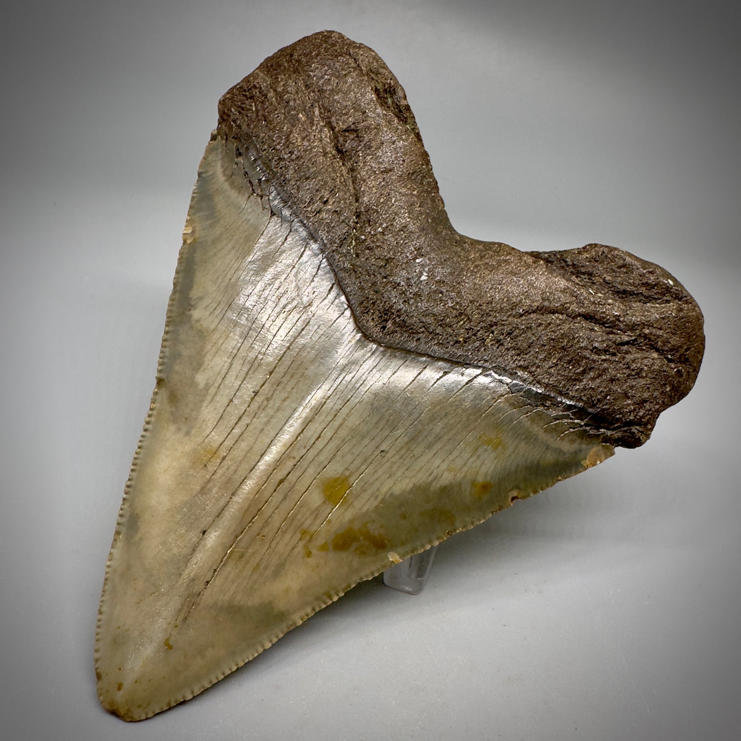 Colorful, serrated 3.99" Fossil Megalodon Tooth from North Carolina CM5295 - Back Right