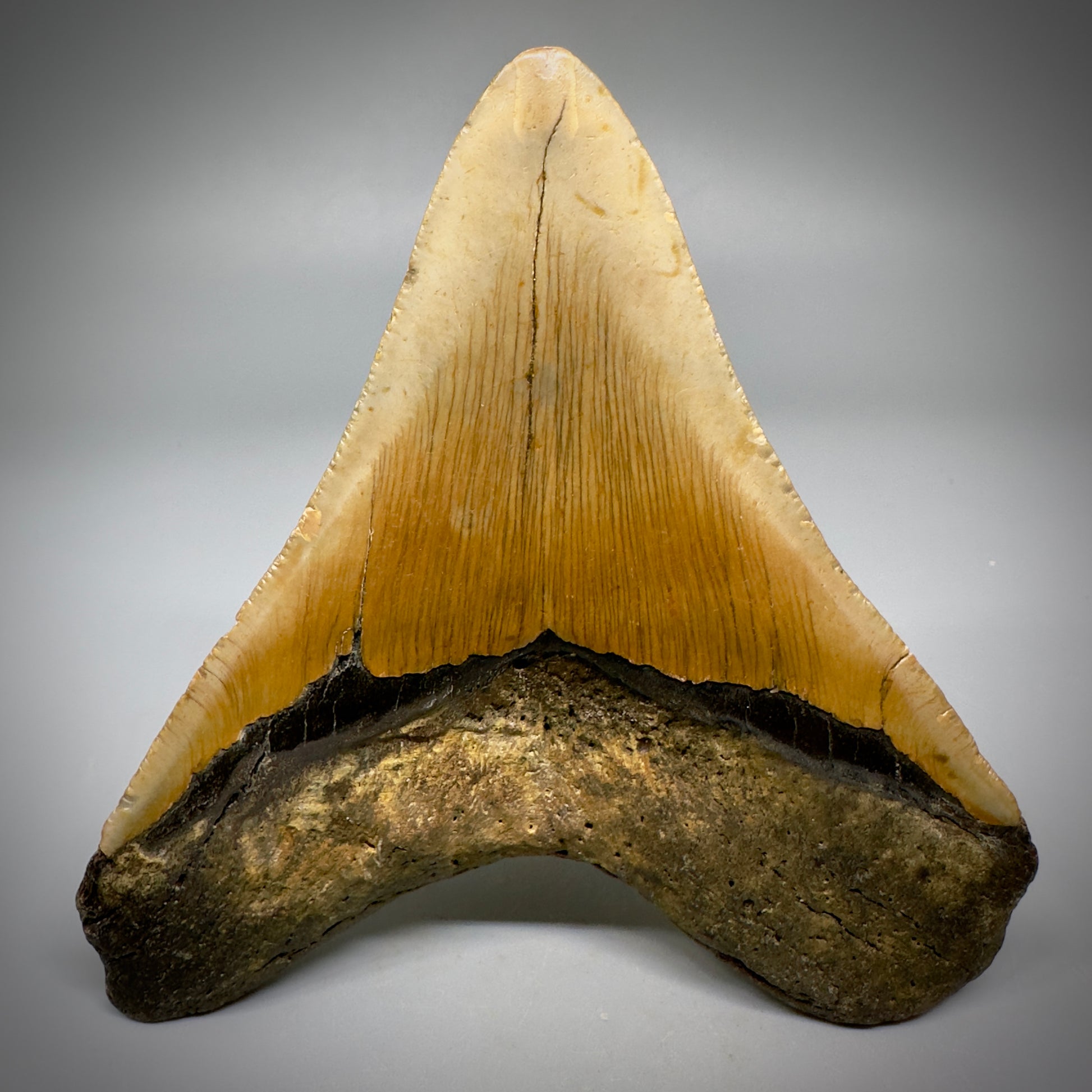 Colorful, complete 4.28" Fossil Megalodon Tooth from North Carolina CM5297 - Back