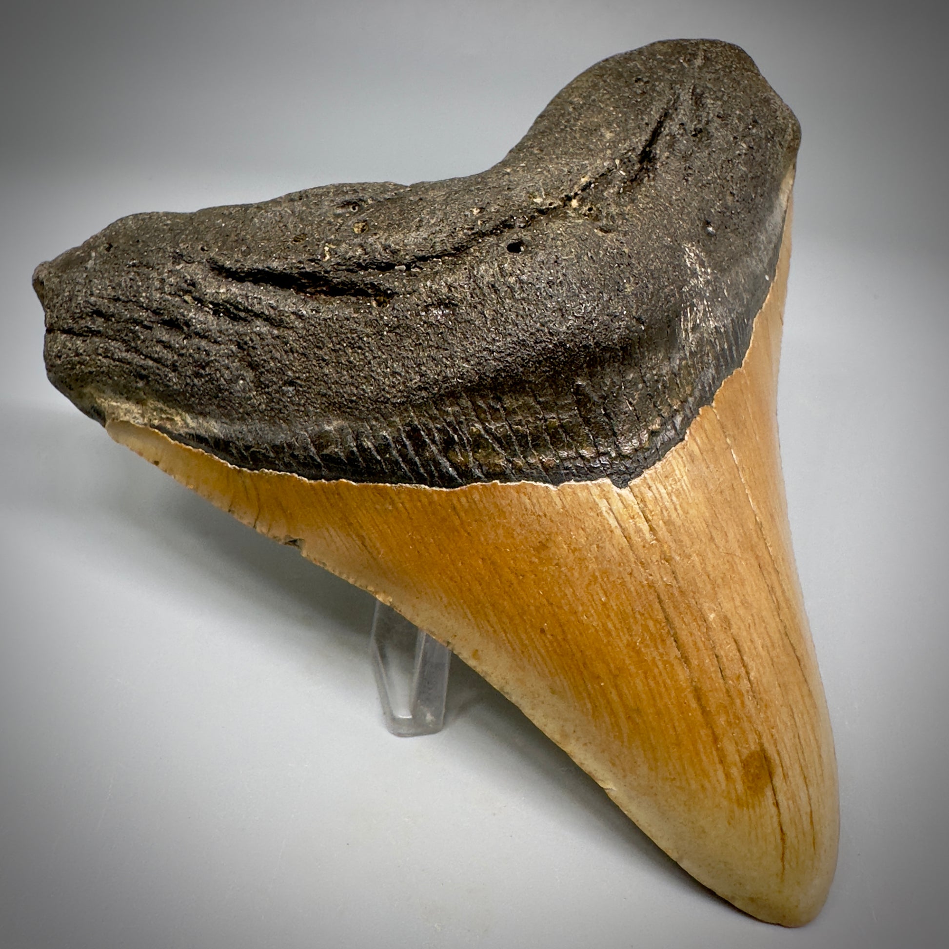 Colorful, complete 4.28" Fossil Megalodon Tooth from North Carolina CM5297 - Front Left