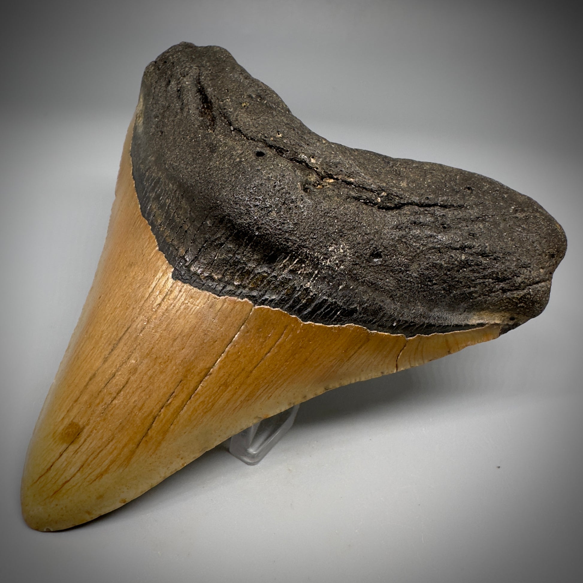 Colorful, complete 4.28" Fossil Megalodon Tooth from North Carolina CM5297 - Front Right