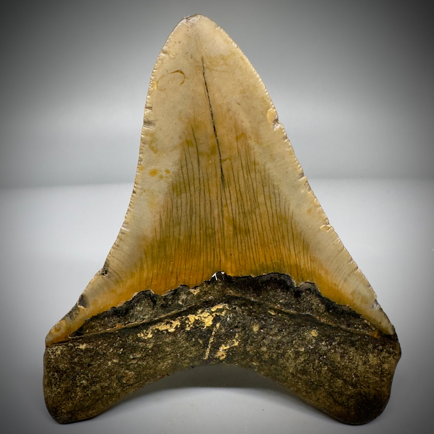 Colorful 3.97" Fossil Megalodon Tooth from North Carolina CM5294 - Back