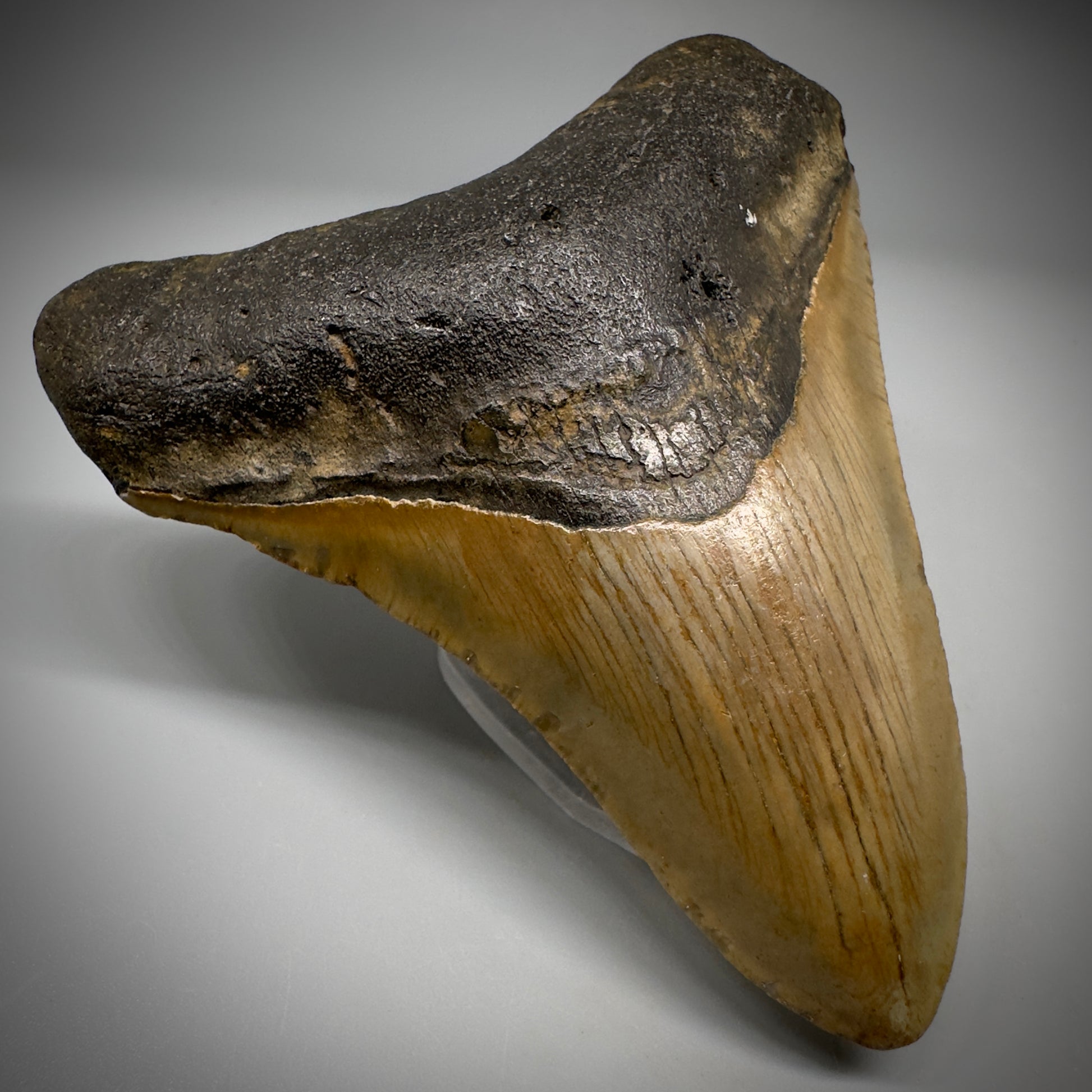 Colorful 3.97" Fossil Megalodon Tooth from North Carolina CM5294 - Front Left