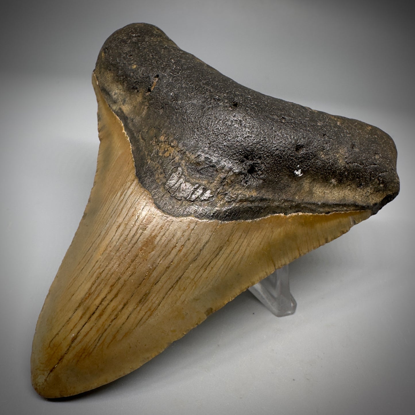 Colorful 3.97" Fossil Megalodon Tooth from North Carolina CM5294 - Front Right