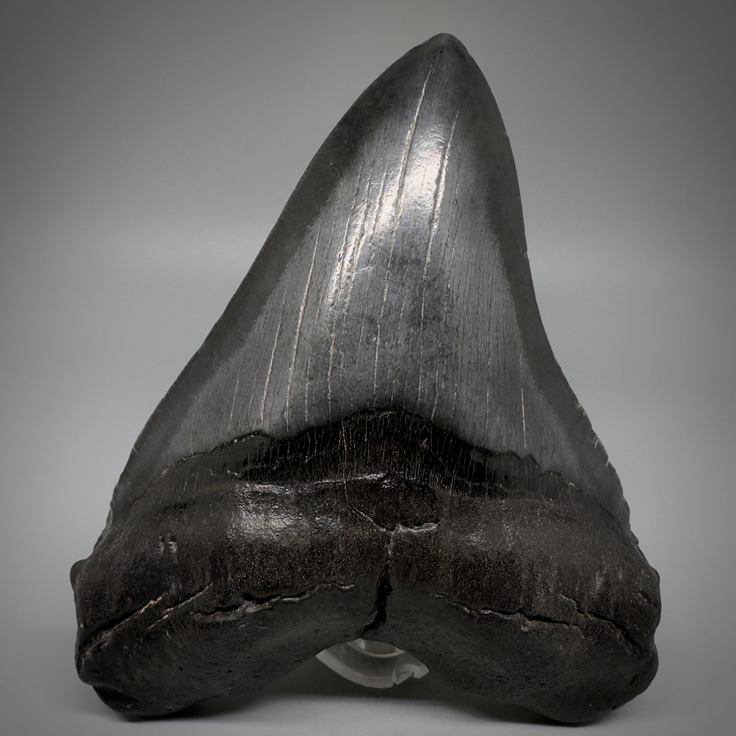 Dark colors, beautiful 5.45" Fossil Megalodon Tooth - South Carolina CM5293 - Front