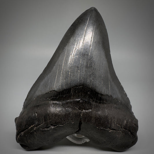 Dark colors, beautiful 5.45" Fossil Megalodon Tooth - South Carolina CM5293 - Front