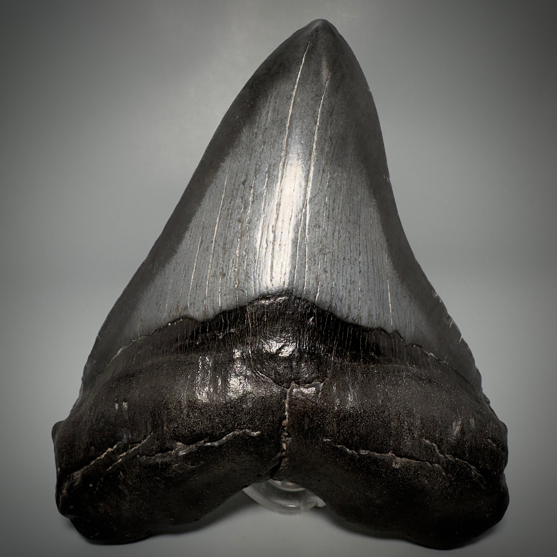 Dark colors, beautiful 5.45" Fossil Megalodon Tooth - South Carolina CM5293 - Front 1