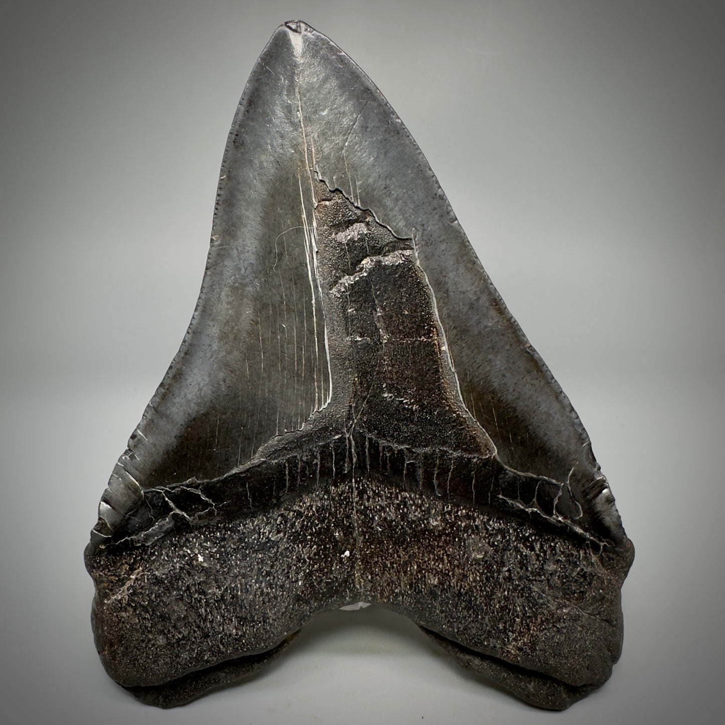 Dark colors, beautiful 5.45" Fossil Megalodon Tooth - South Carolina CM5293 - Back