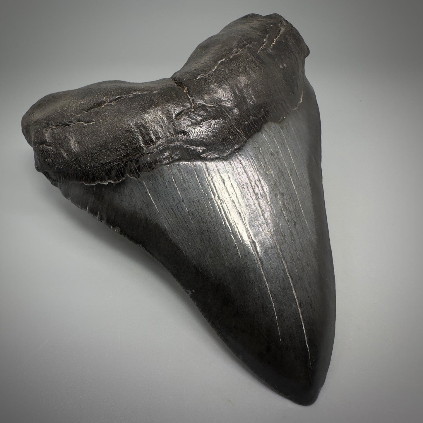 Dark colors, beautiful 5.45" Fossil Megalodon Tooth - South Carolina CM5293 - Front Left 1