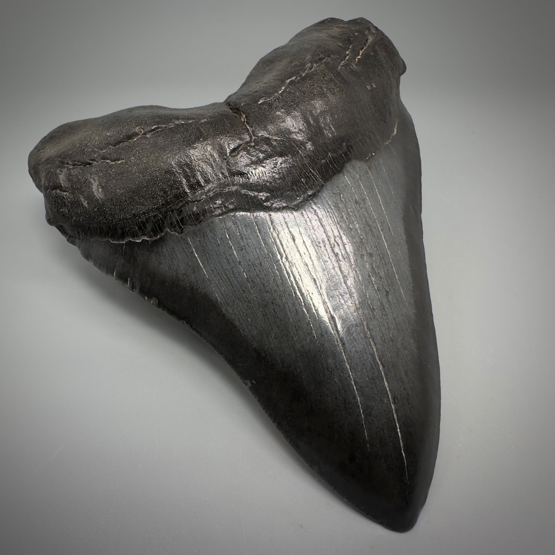 Dark colors, beautiful 5.45" Fossil Megalodon Tooth - South Carolina CM5293 - Front Left 1