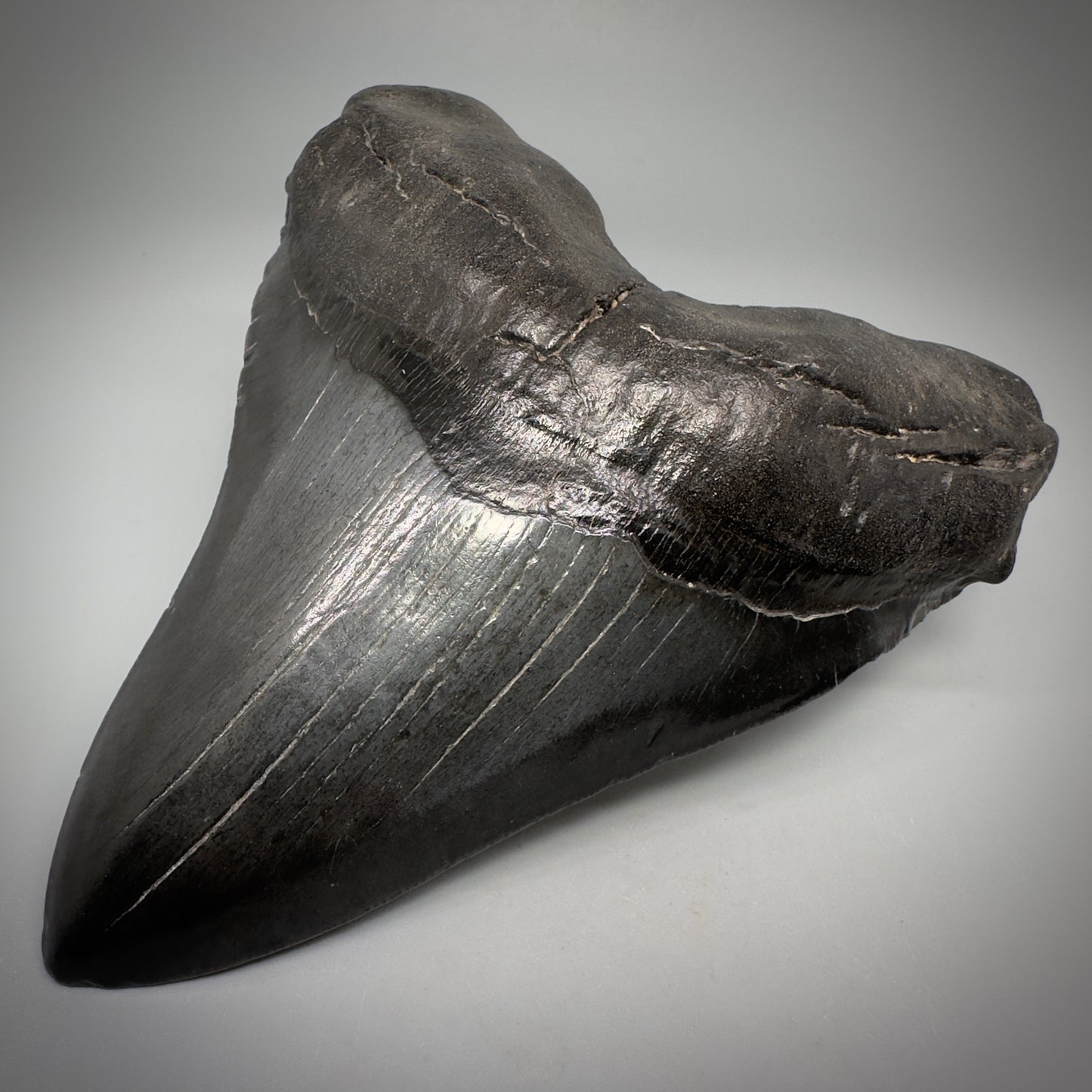 Dark colors, beautiful 5.45" Fossil Megalodon Tooth - South Carolina CM5293 - Front Right 2