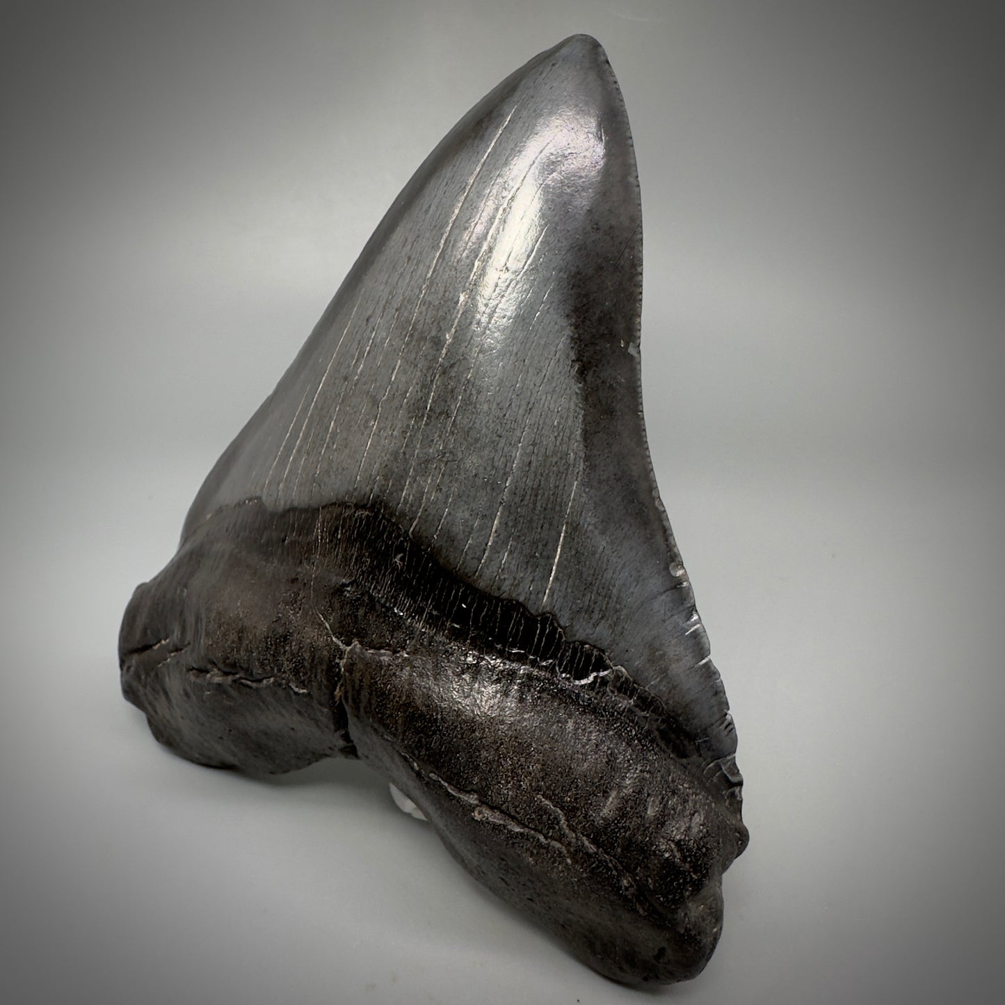 Dark colors, beautiful 5.45" Fossil Megalodon Tooth - South Carolina CM5293 - Front Right
