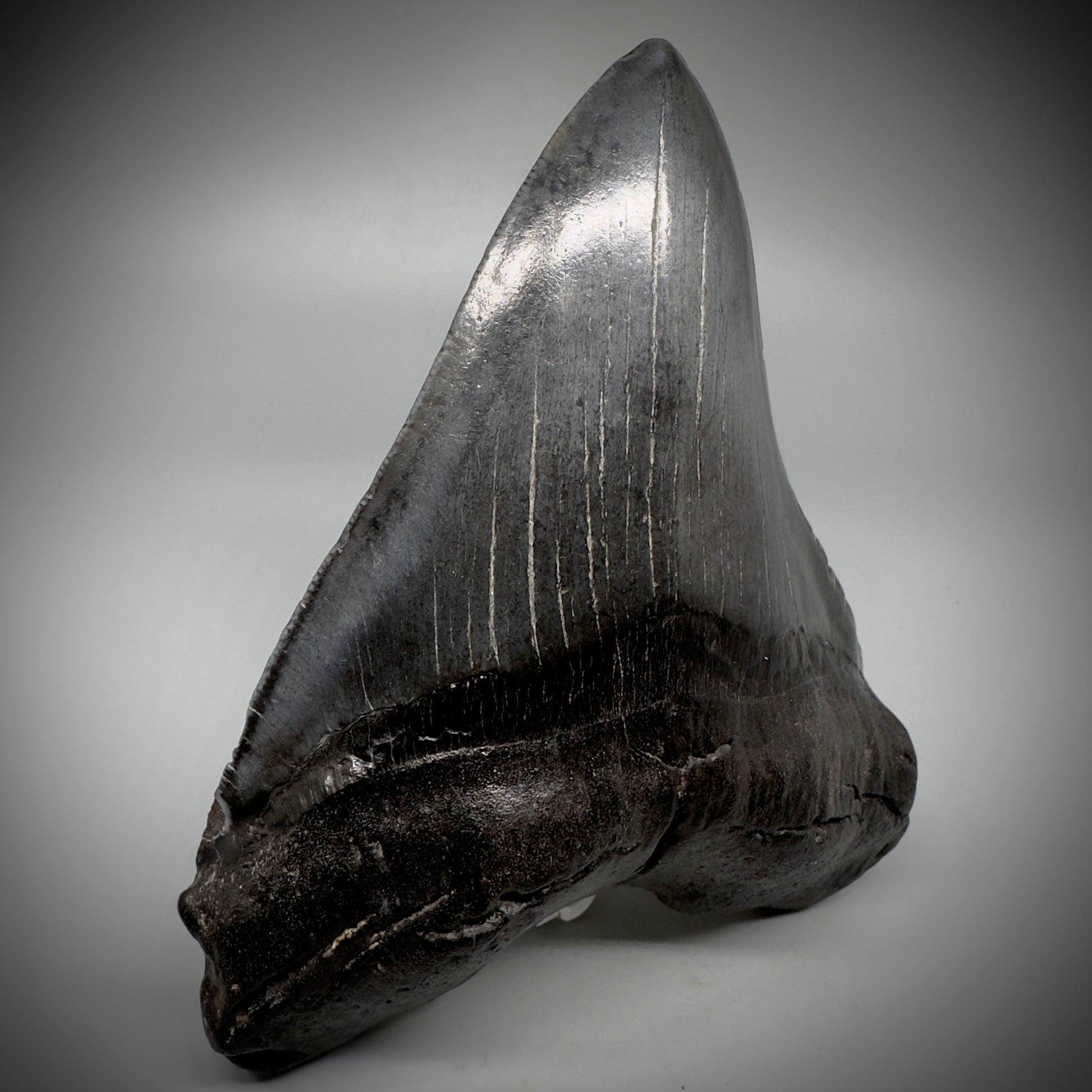 Dark colors, beautiful 5.45" Fossil Megalodon Tooth - South Carolina CM5293 - Front Left
