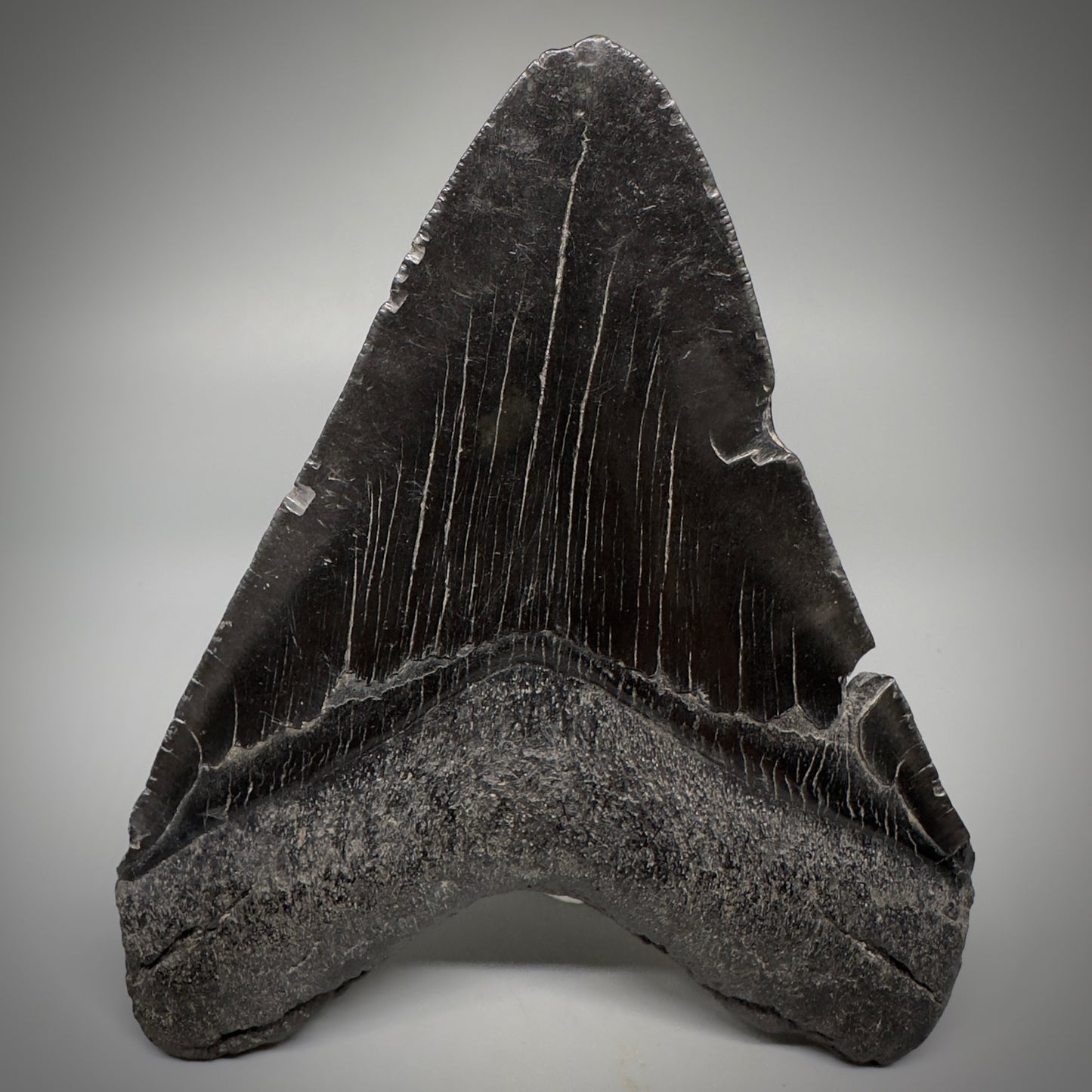 Dark colors 5.25" Fossil Megalodon Tooth - South Carolina CM5292 - Back