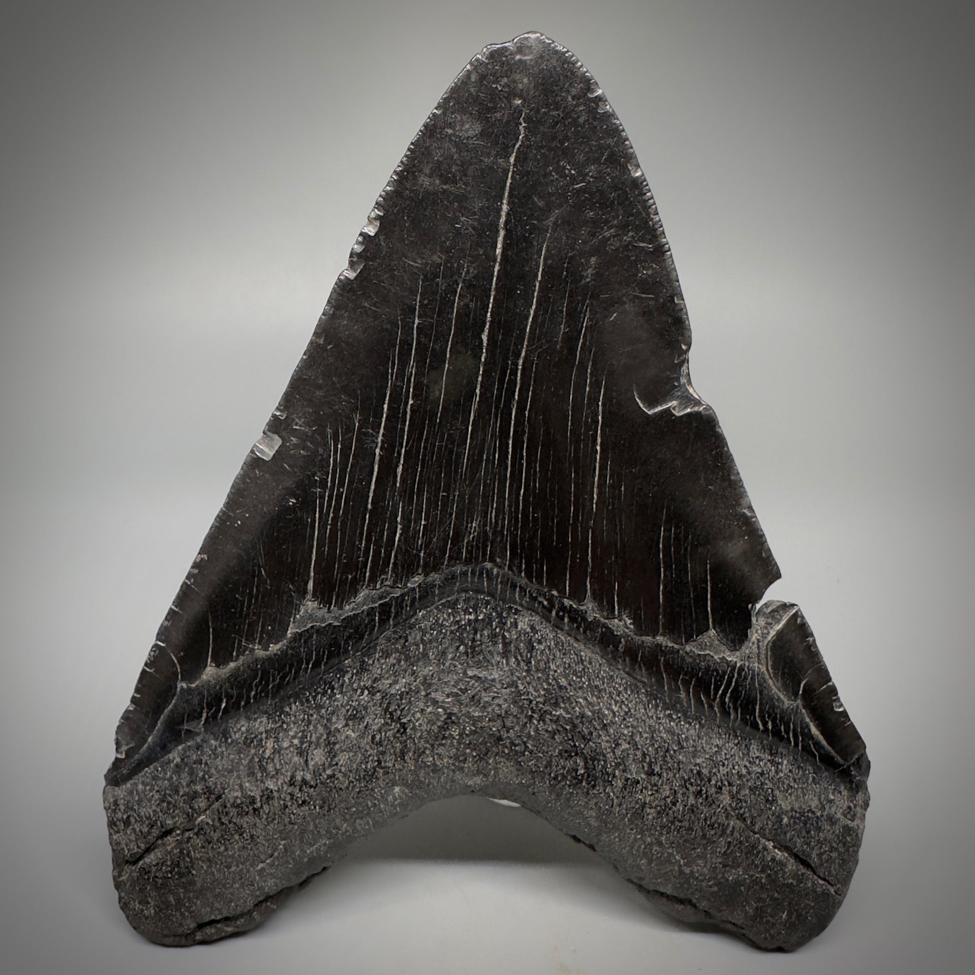 Dark colors 5.25" Fossil Megalodon Tooth - South Carolina CM5292 - Back