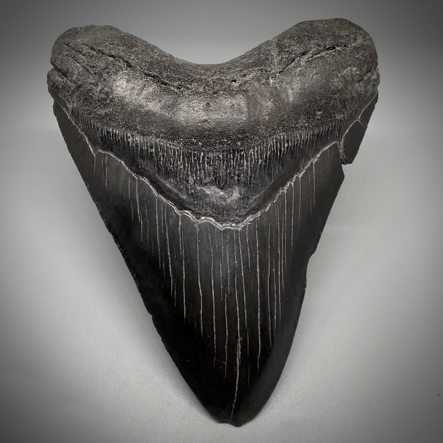 Dark colors 5.25" Fossil Megalodon Tooth - South Carolina CM5292 - Front 1