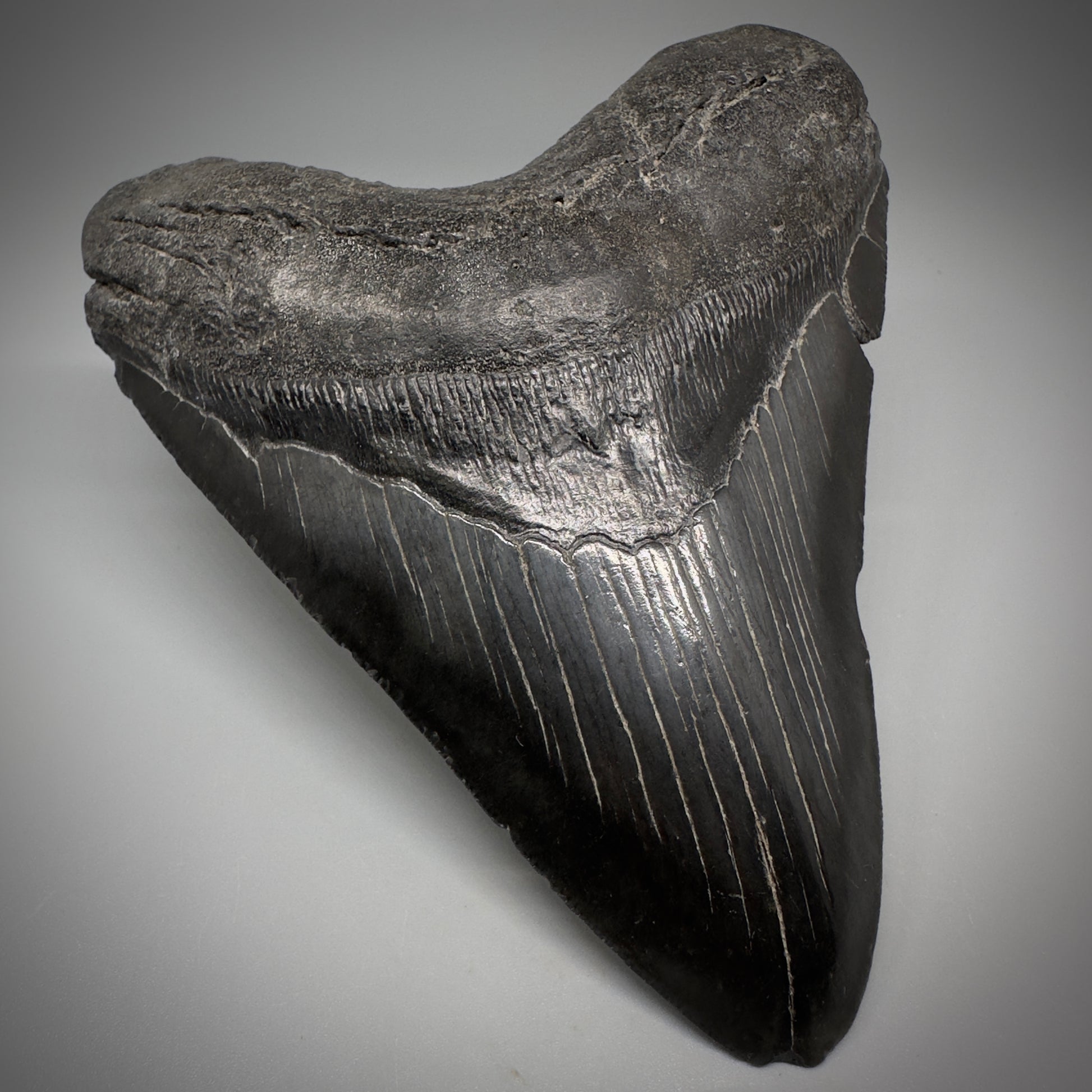 Dark colors 5.25" Fossil Megalodon Tooth - South Carolina CM5292 - Front Left 1