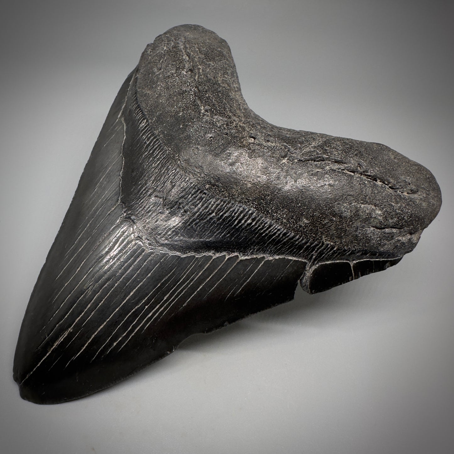 Dark colors 5.25" Fossil Megalodon Tooth - South Carolina CM5292 - Front Right 1